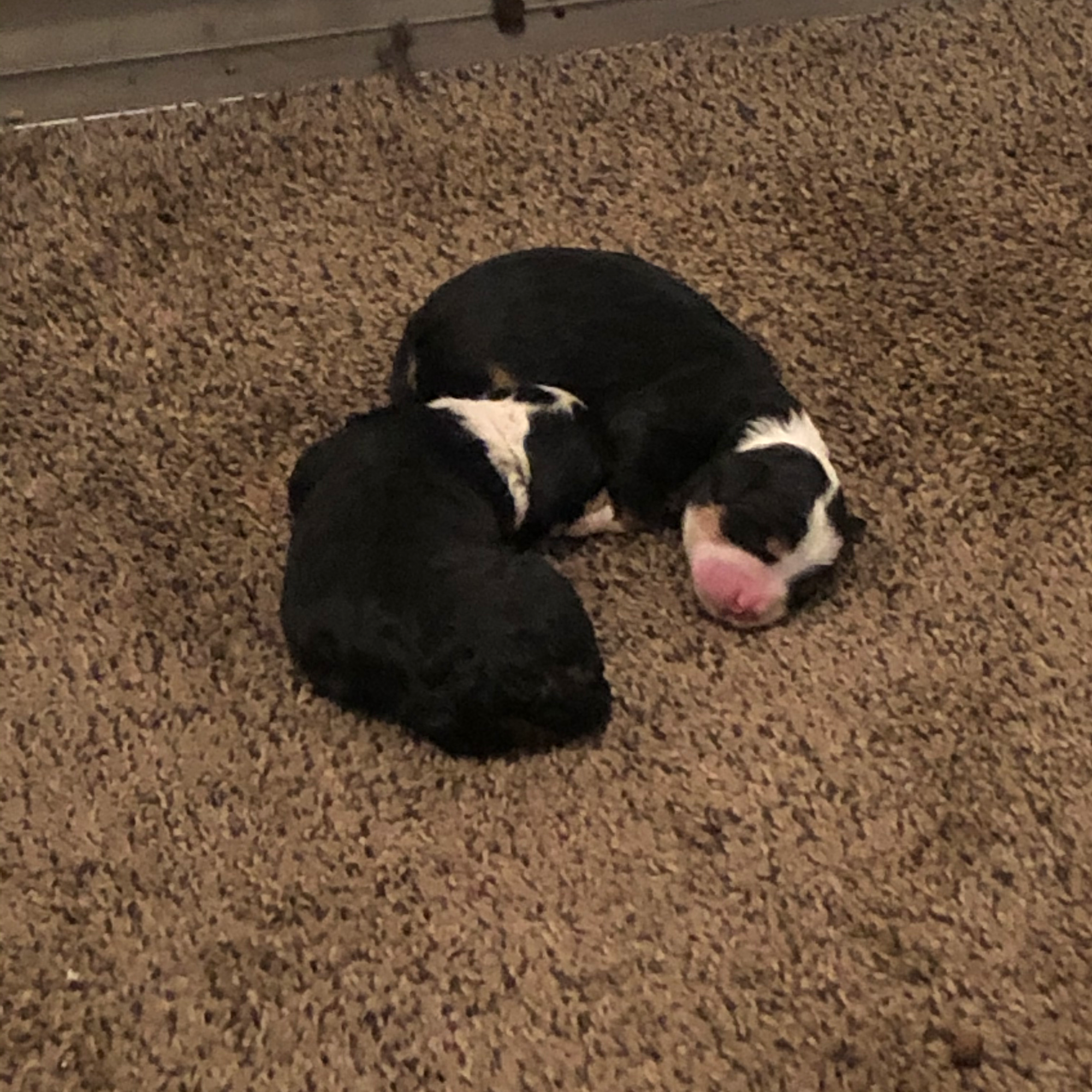 Peaceful Valley Puppies Pine Grove