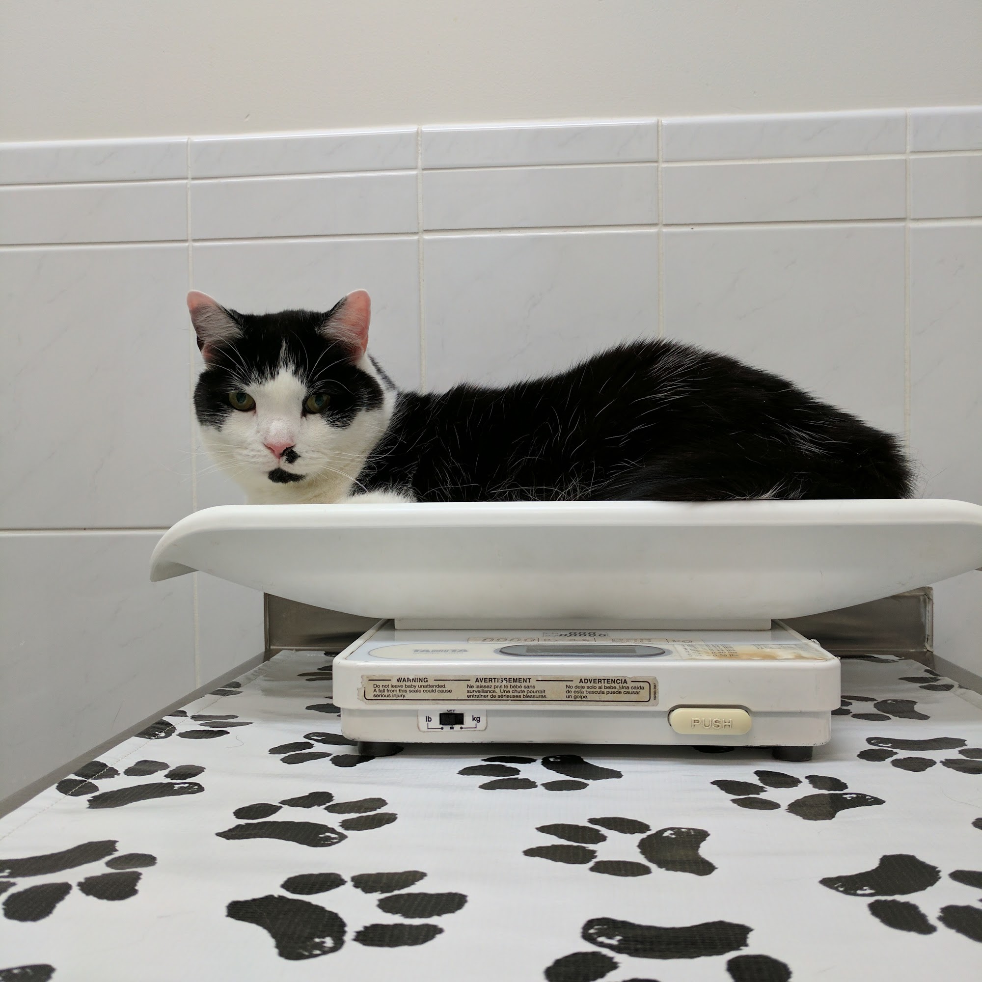 Piper Veterinary Clinic Pipersville