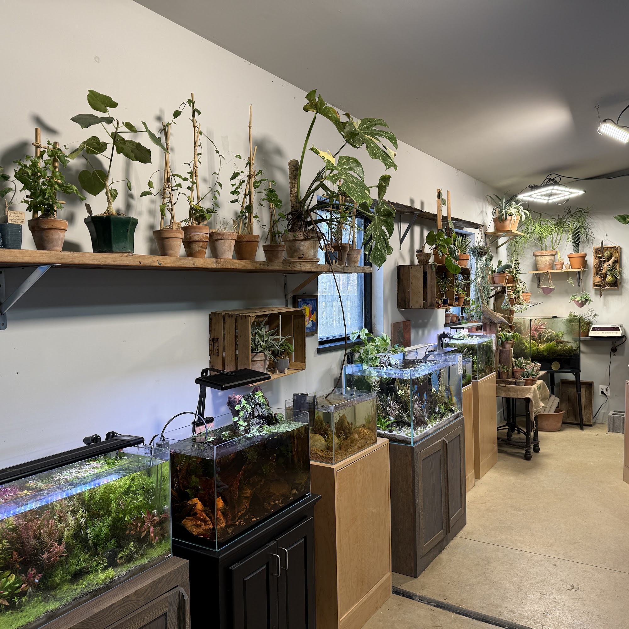 Cuboid Nature Aquarium Pipersville