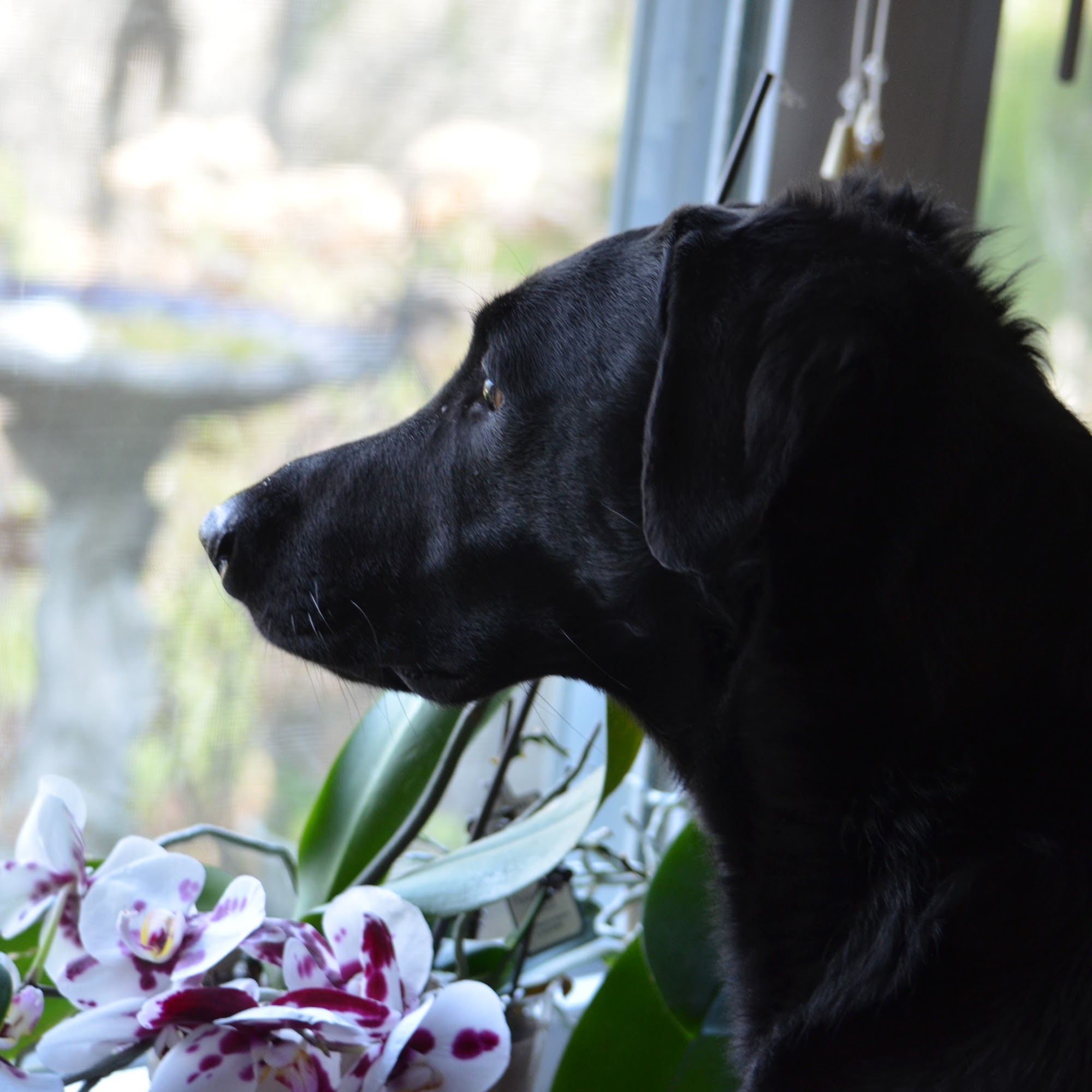 Dog Training by SAS Pipersville