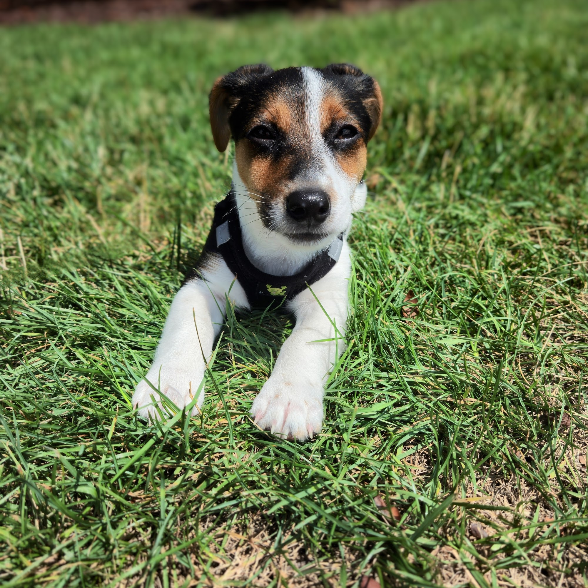 Allegheny North Veterinary Hospital Pittsburgh