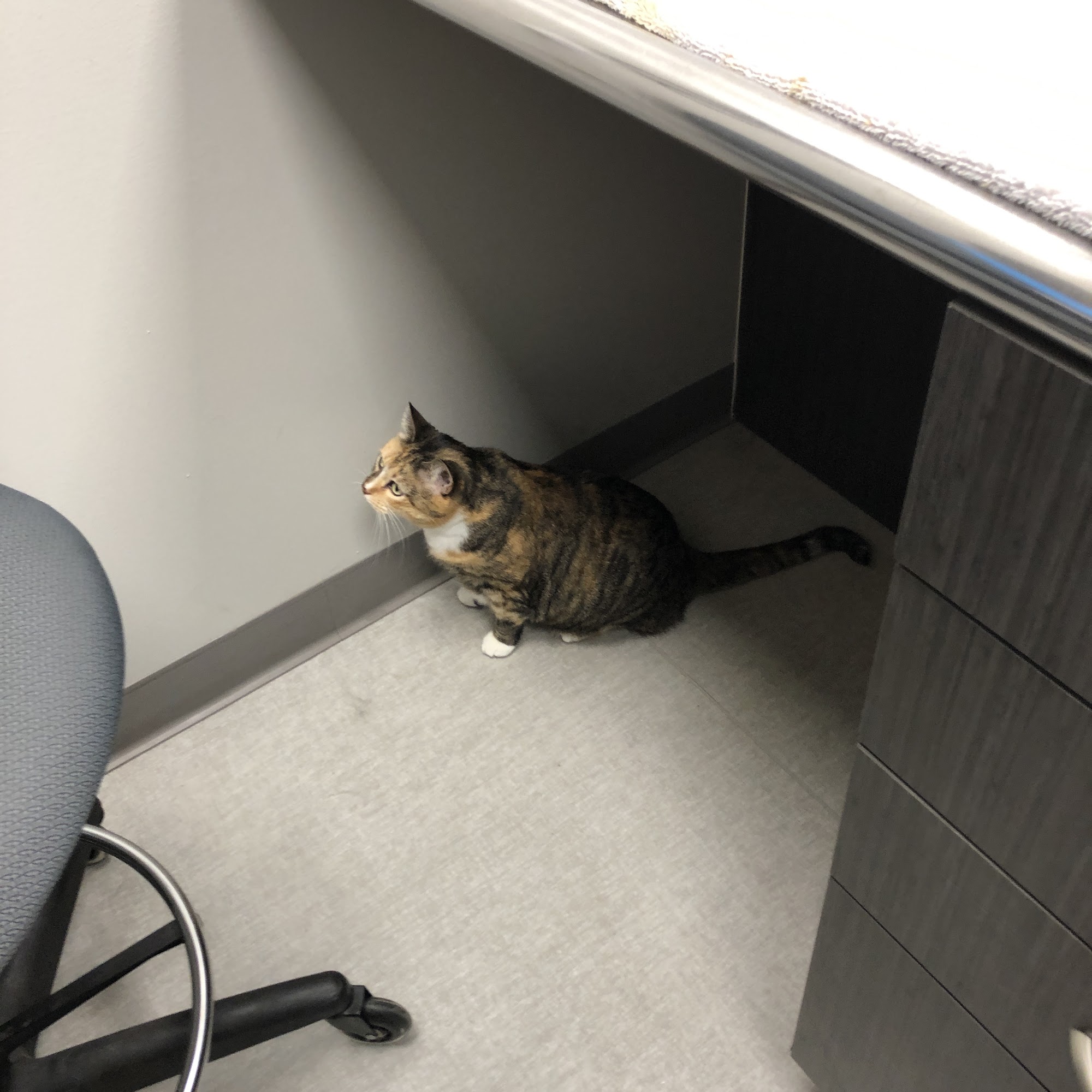 Point Breeze Veterinary Clinic Pittsburgh