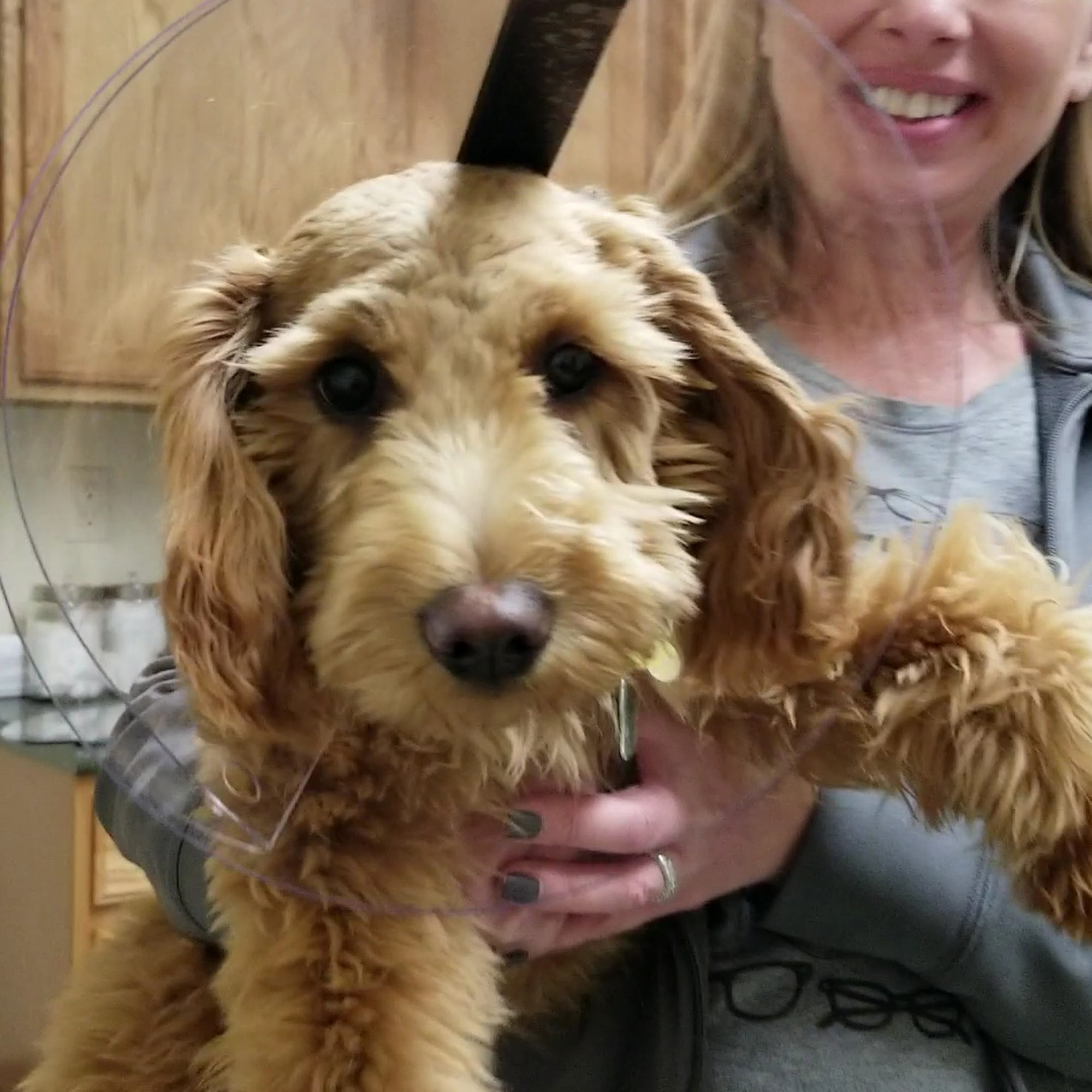 Greentree Animal Clinic Pittsburgh