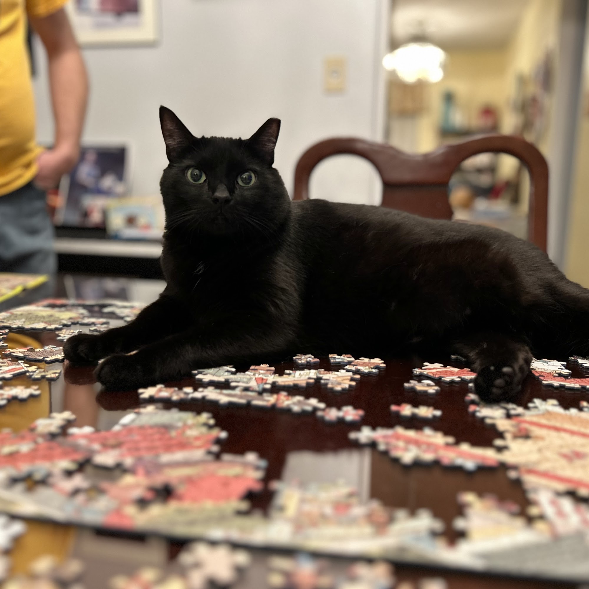 Cheyenne Veterinary Wellness & Surgical Center Pittsburgh