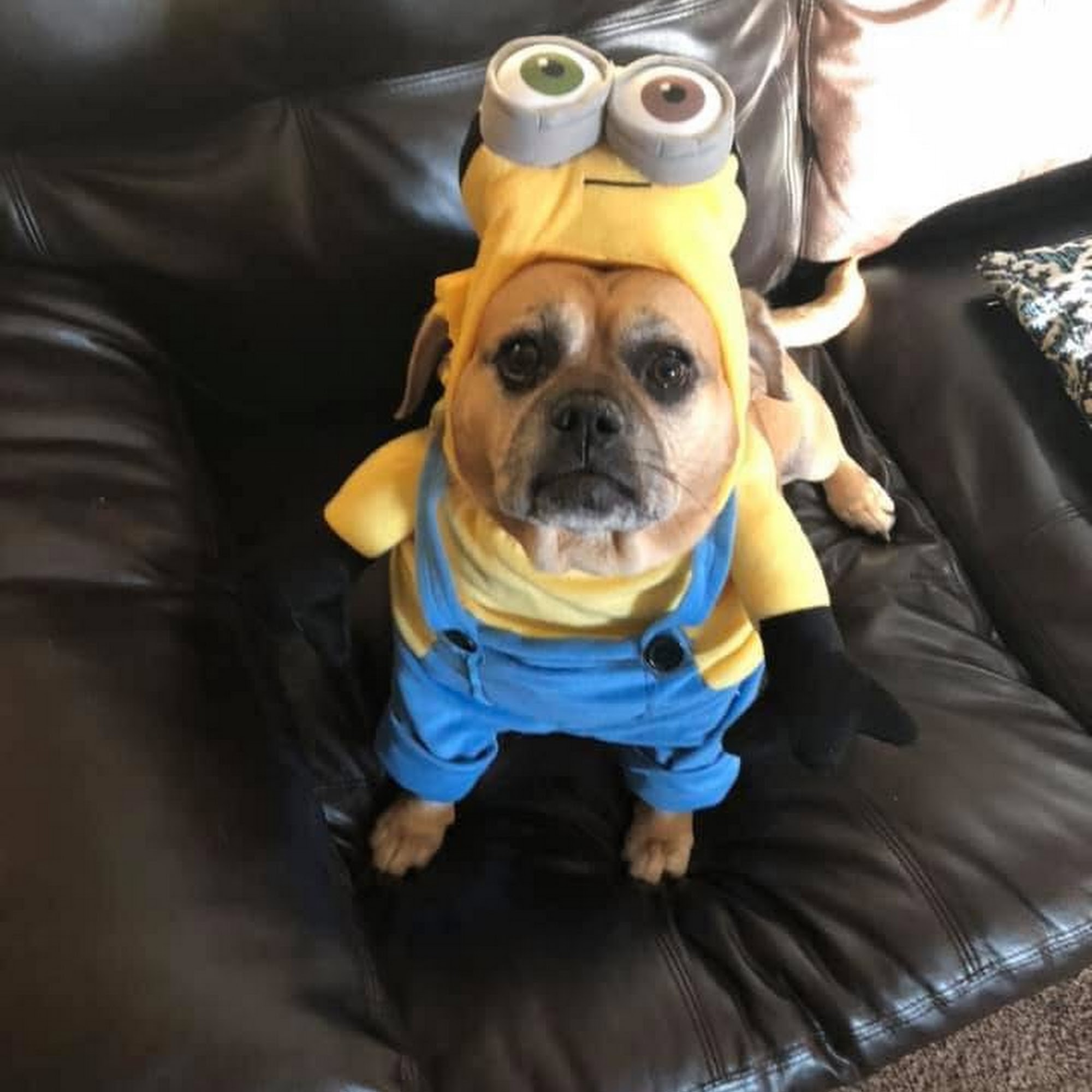 Penn Animal Hospital Pittsburgh