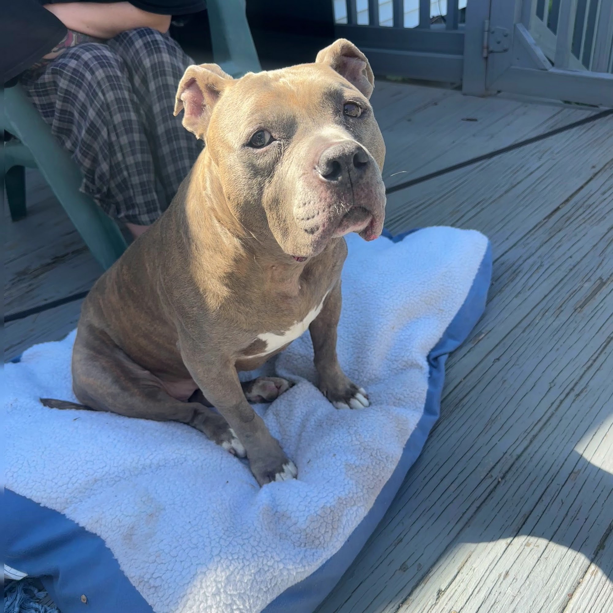 Greenfield Veterinary Hospital Pittsburgh