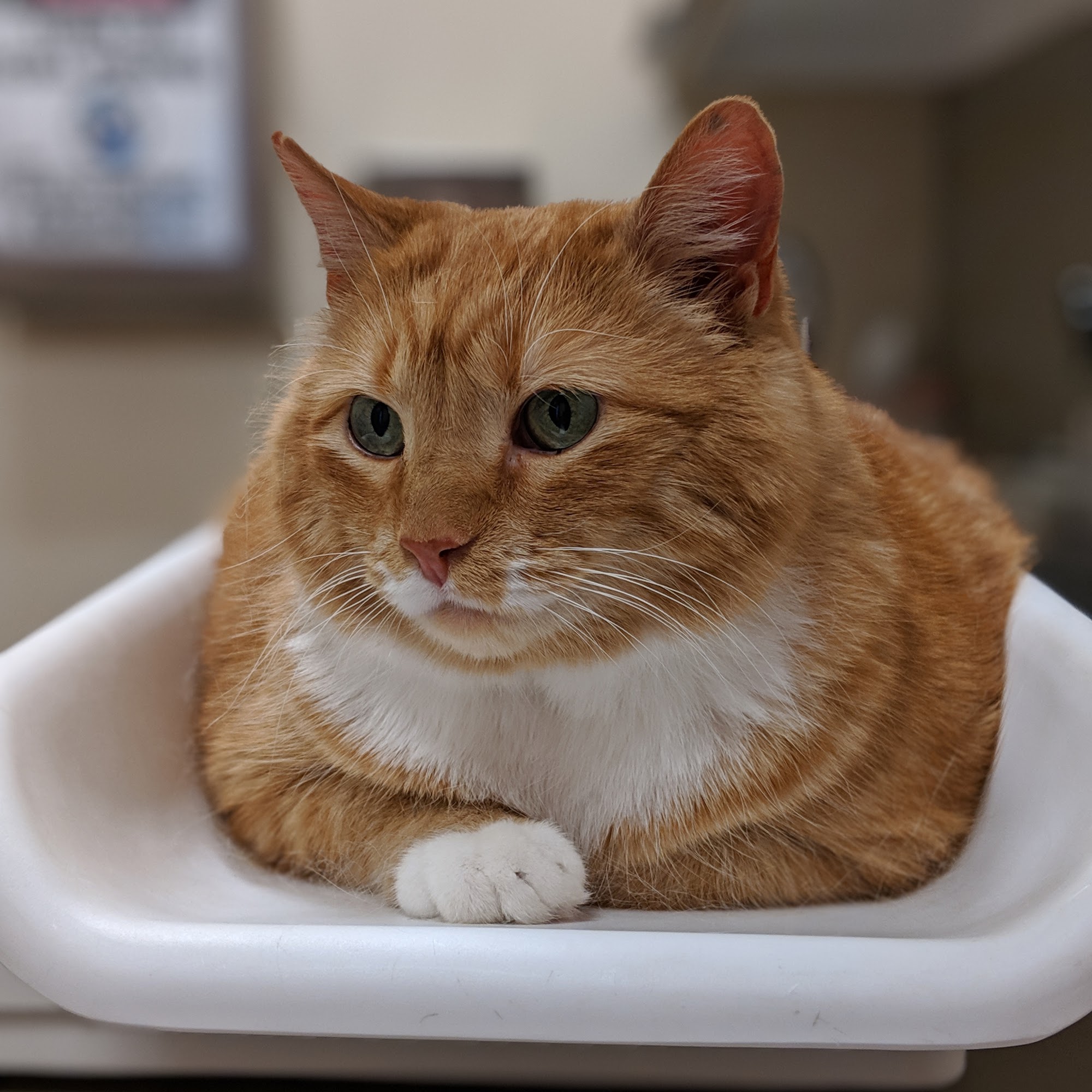 East End Veterinary Medical Centre Pittsburgh