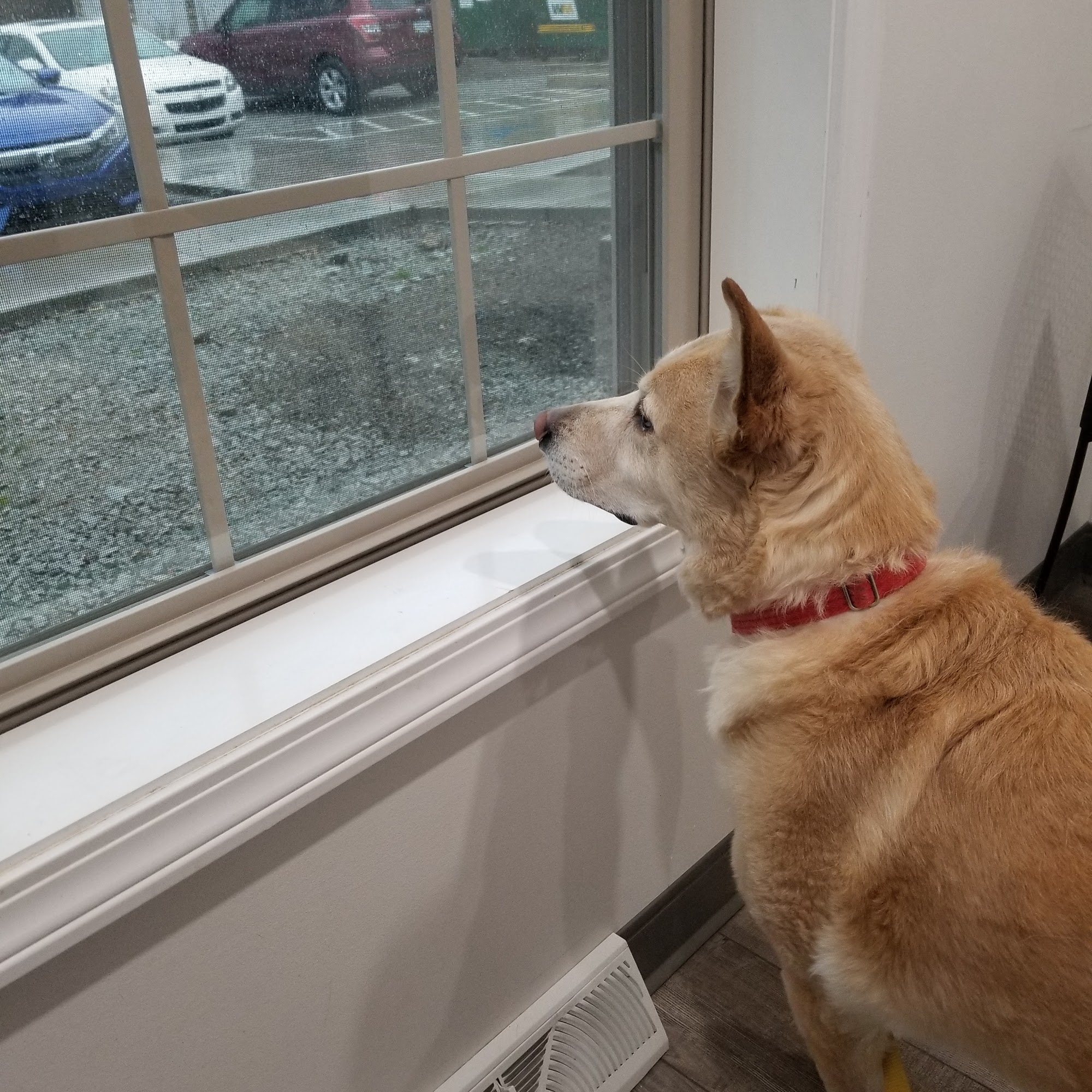 Werntz Memorial Animal Hospital Pittsburgh