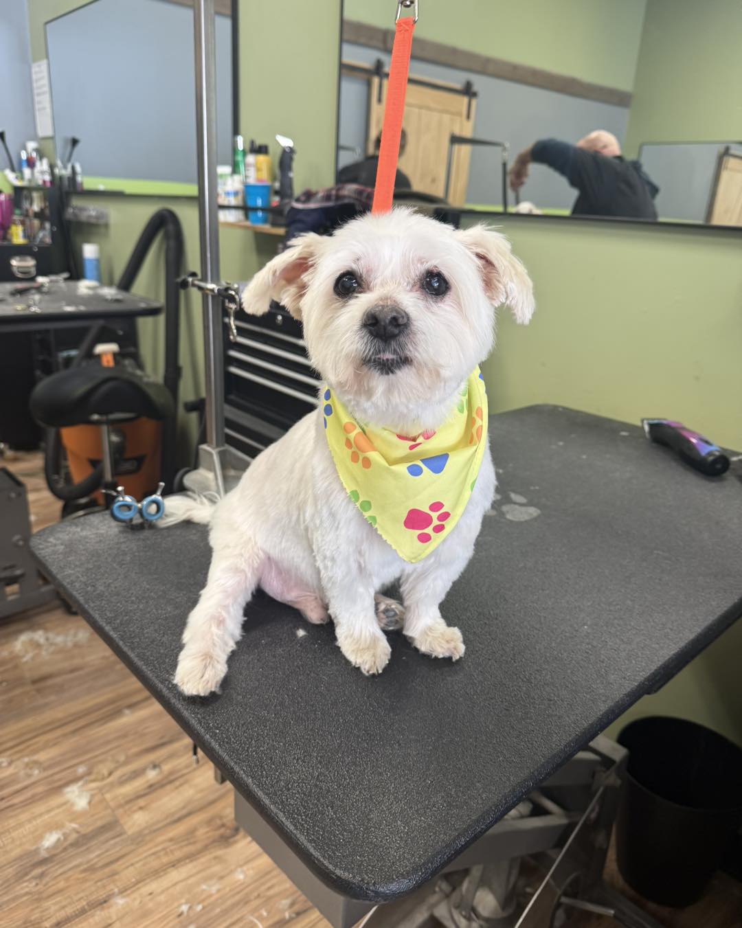 North Bark Pet Salon Pittsburgh