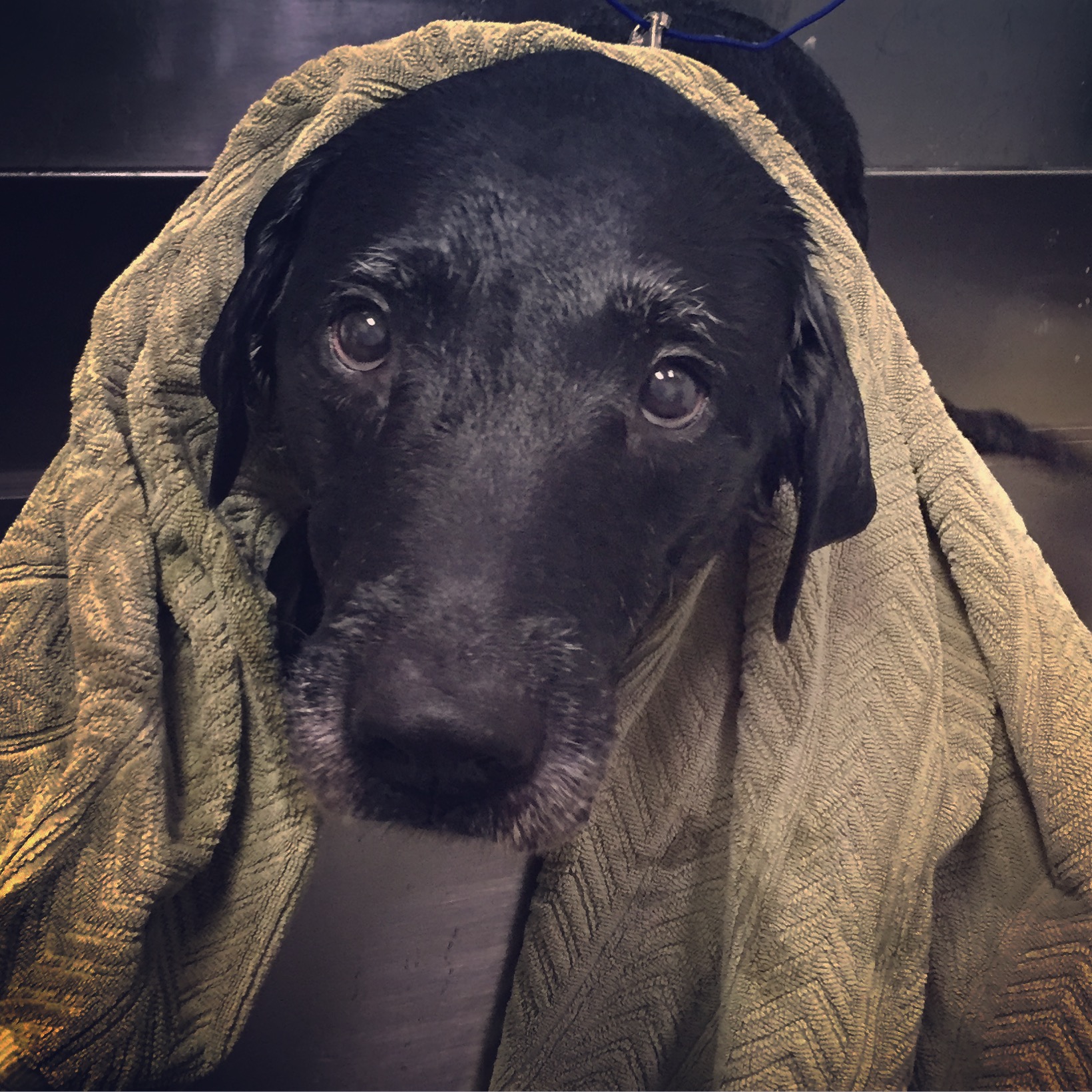 North Bark Pet Salon Pittsburgh