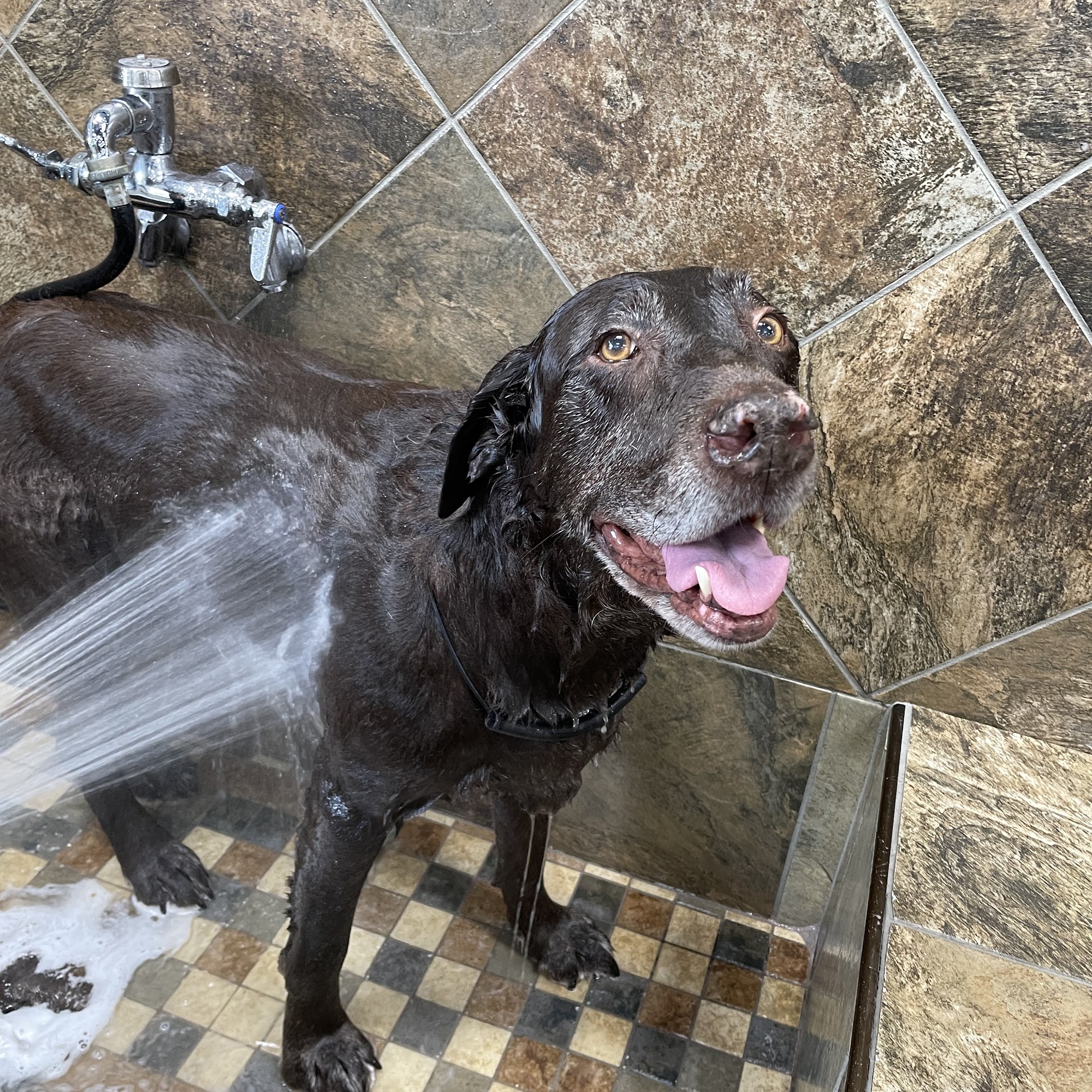 PetPeople by Hollywood Feed Pittsburgh