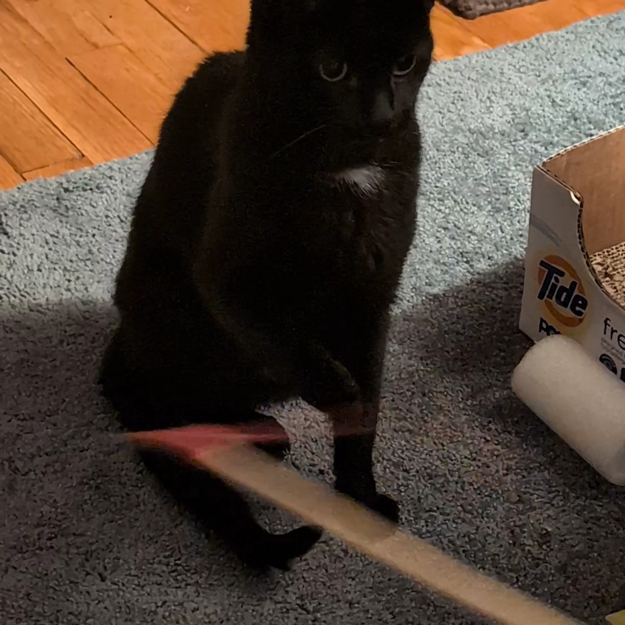 Rivers Veterinary Urgent Care Pittsburgh