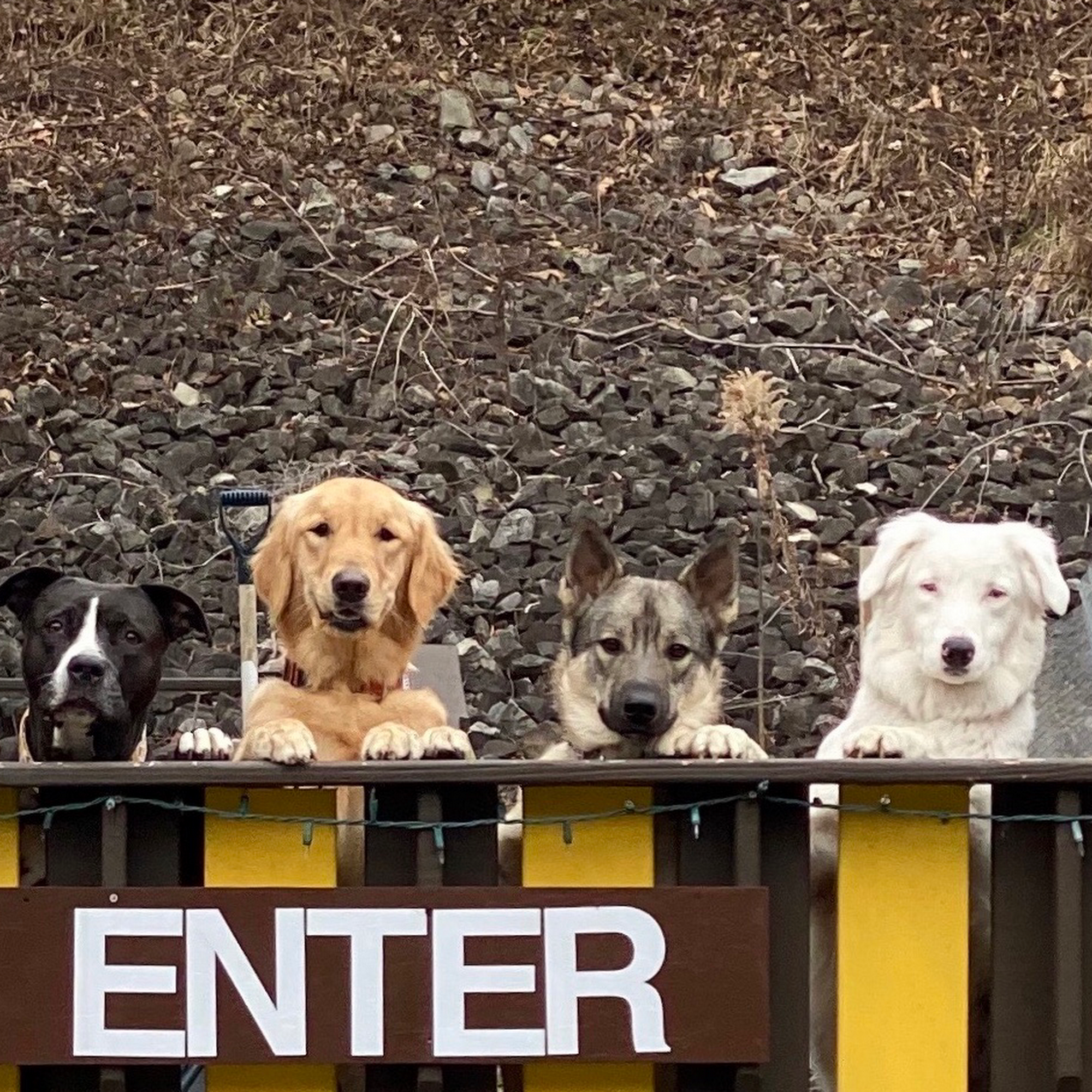 Chubby Puppy Daycare Pittsburgh