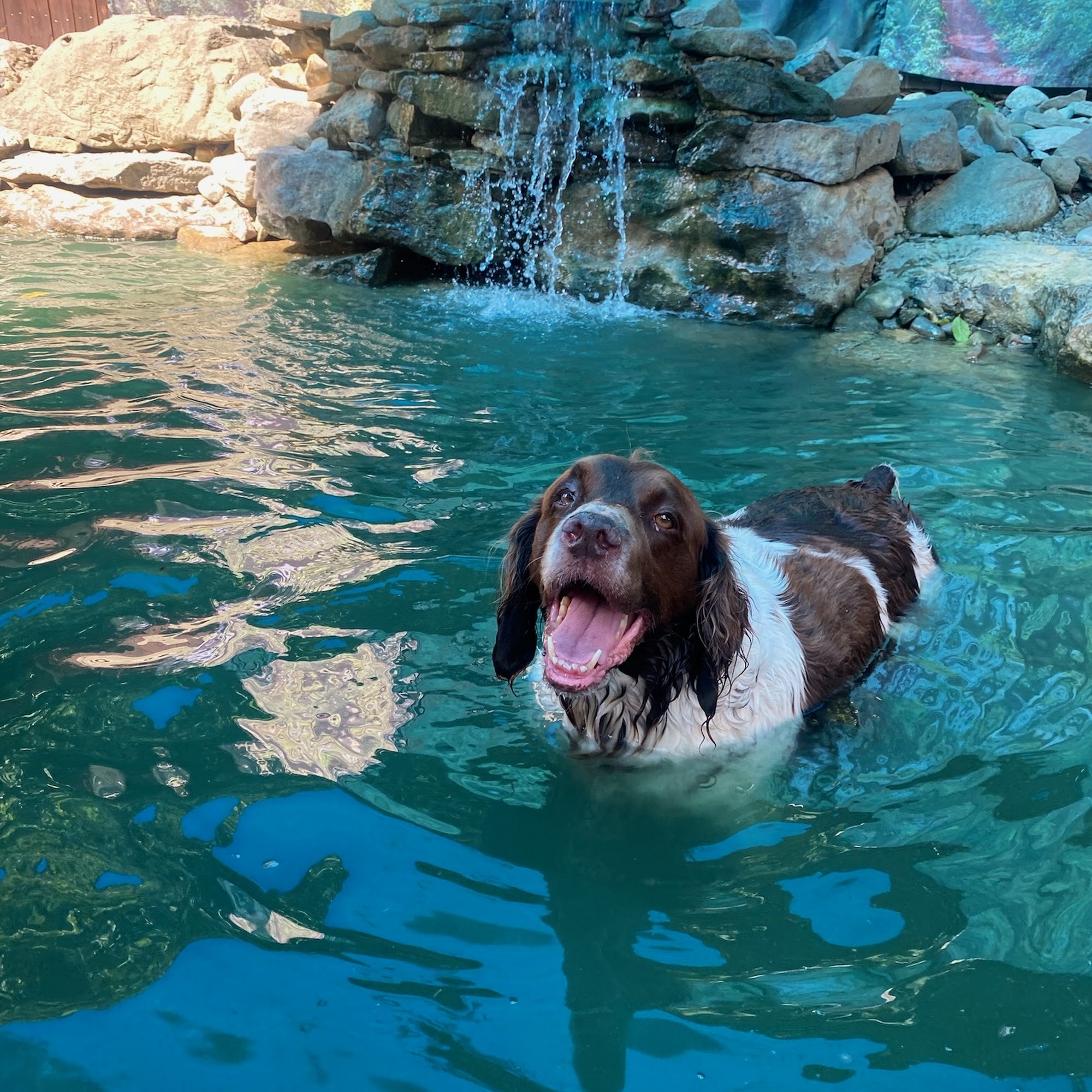 Canine Cabins Luxury Dog Retreat Pittsburgh