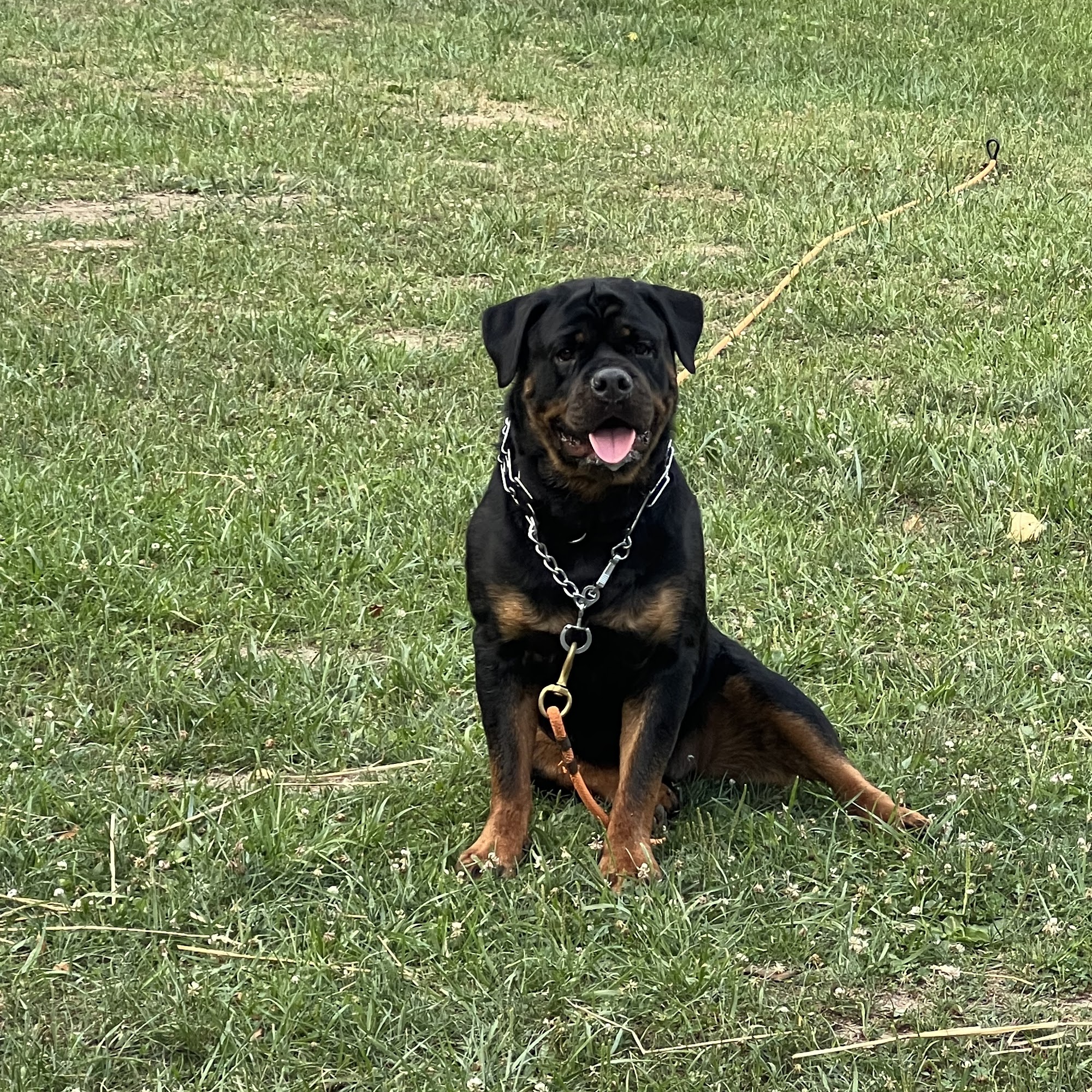 Cochran K9 Training Pittsburgh