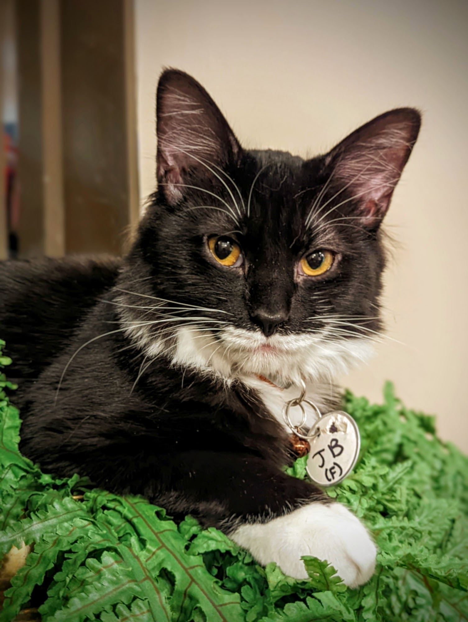 Rescue and Relax: a Pittsburgh cat lounge Pittsburgh