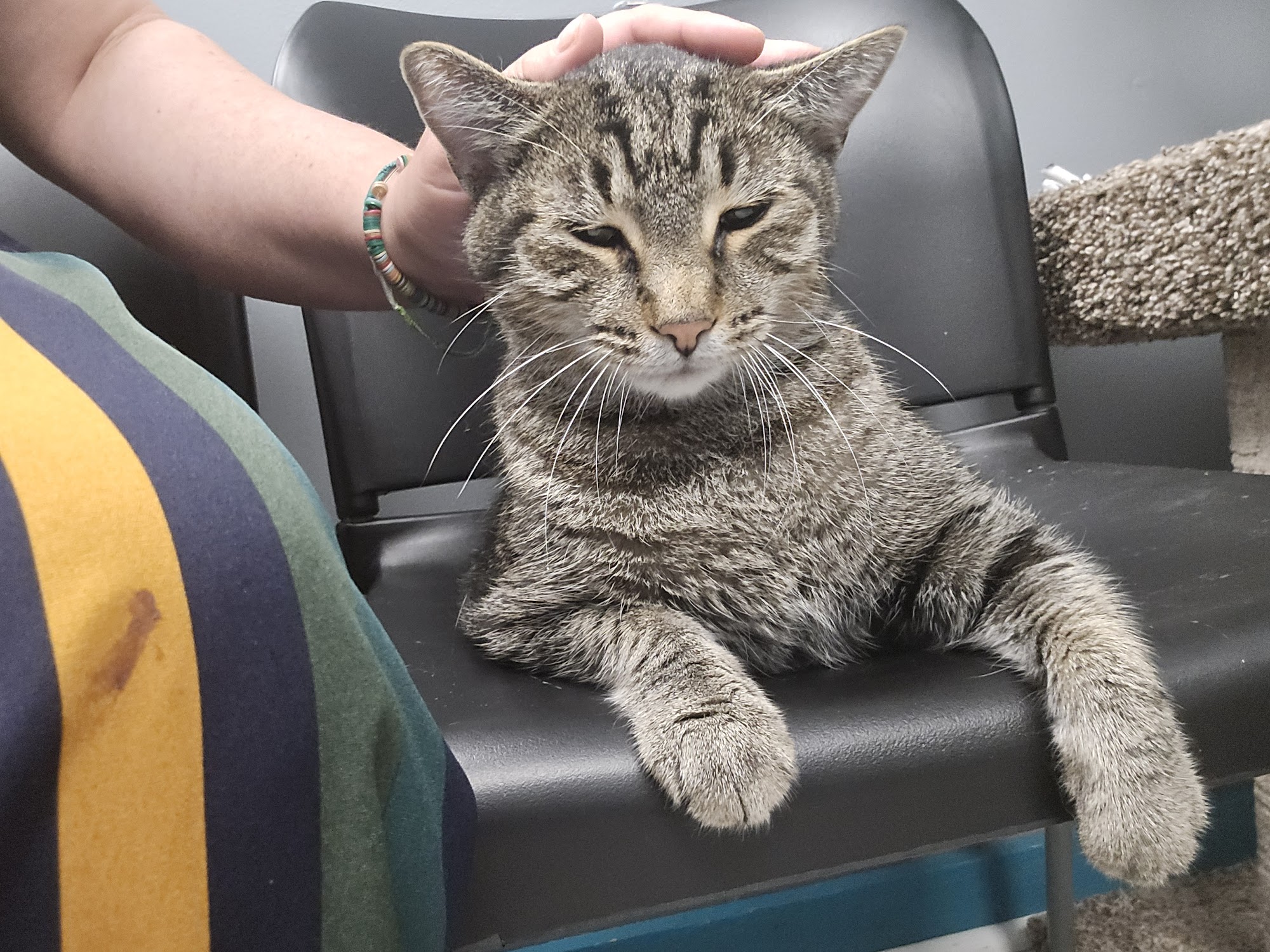 Kitty Queen Cat Rescue Pittsburgh