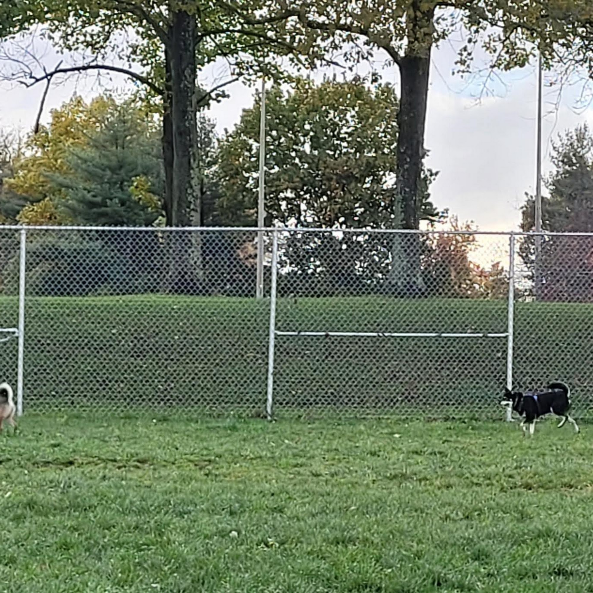Boyce Park Dog Park 1 Plum