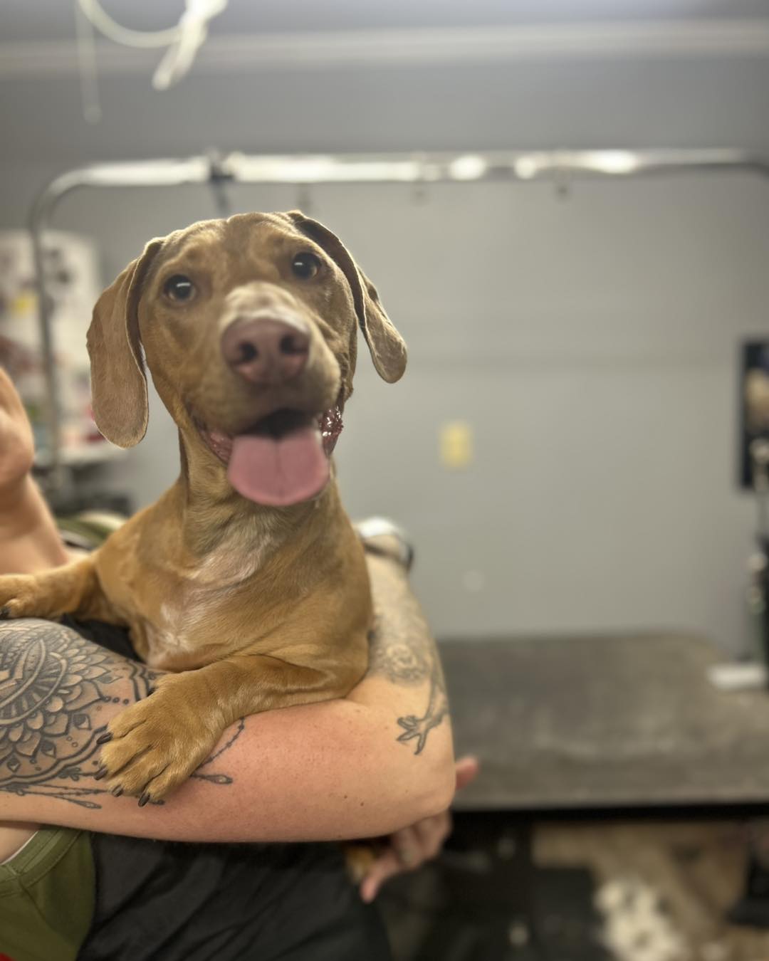 The Barker Shop Plum