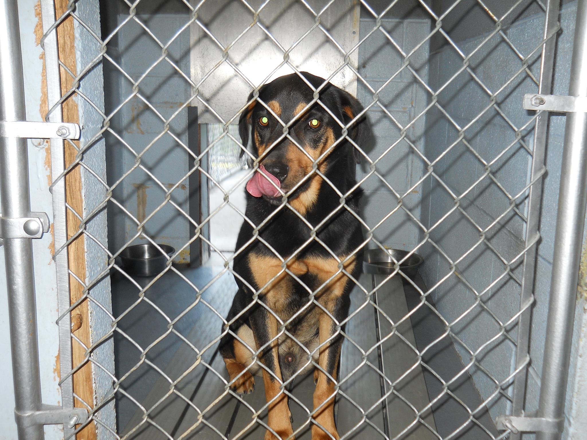 Willow Beach Pet Haven