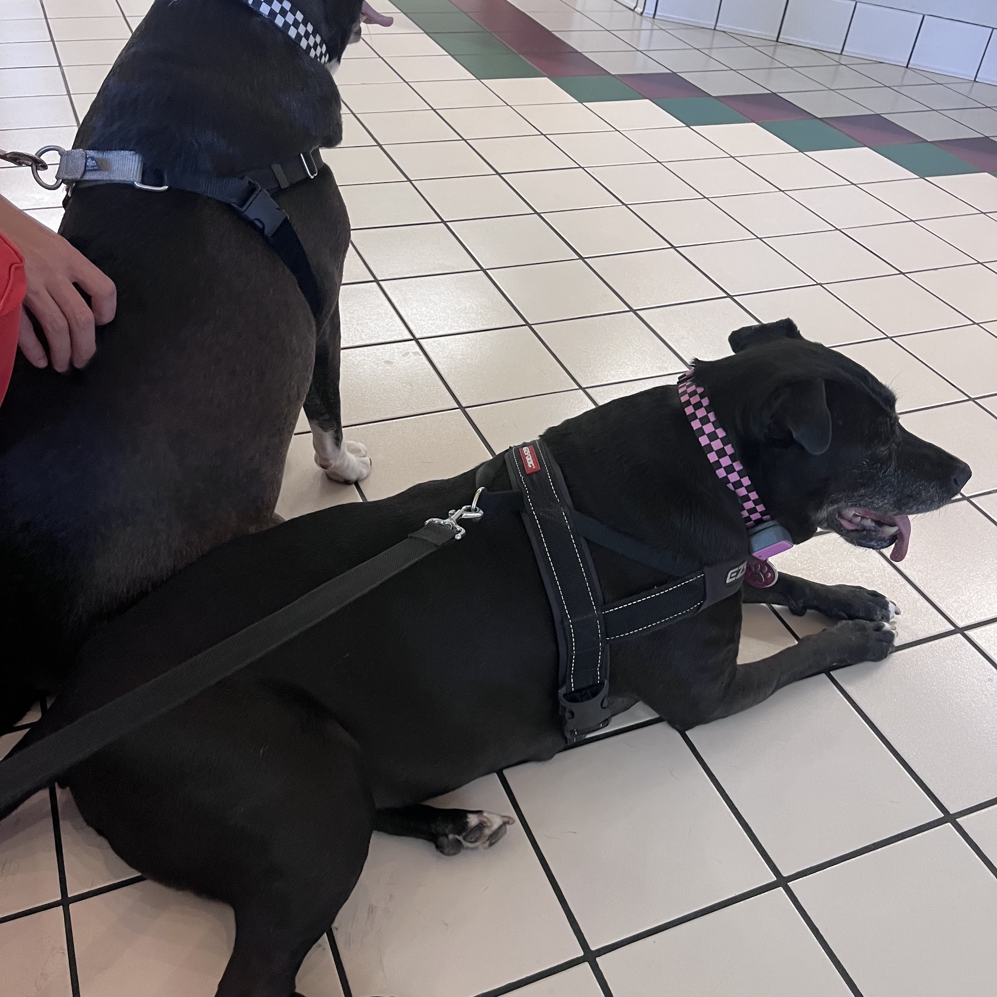 Coventry Animal Hospital Pottstown