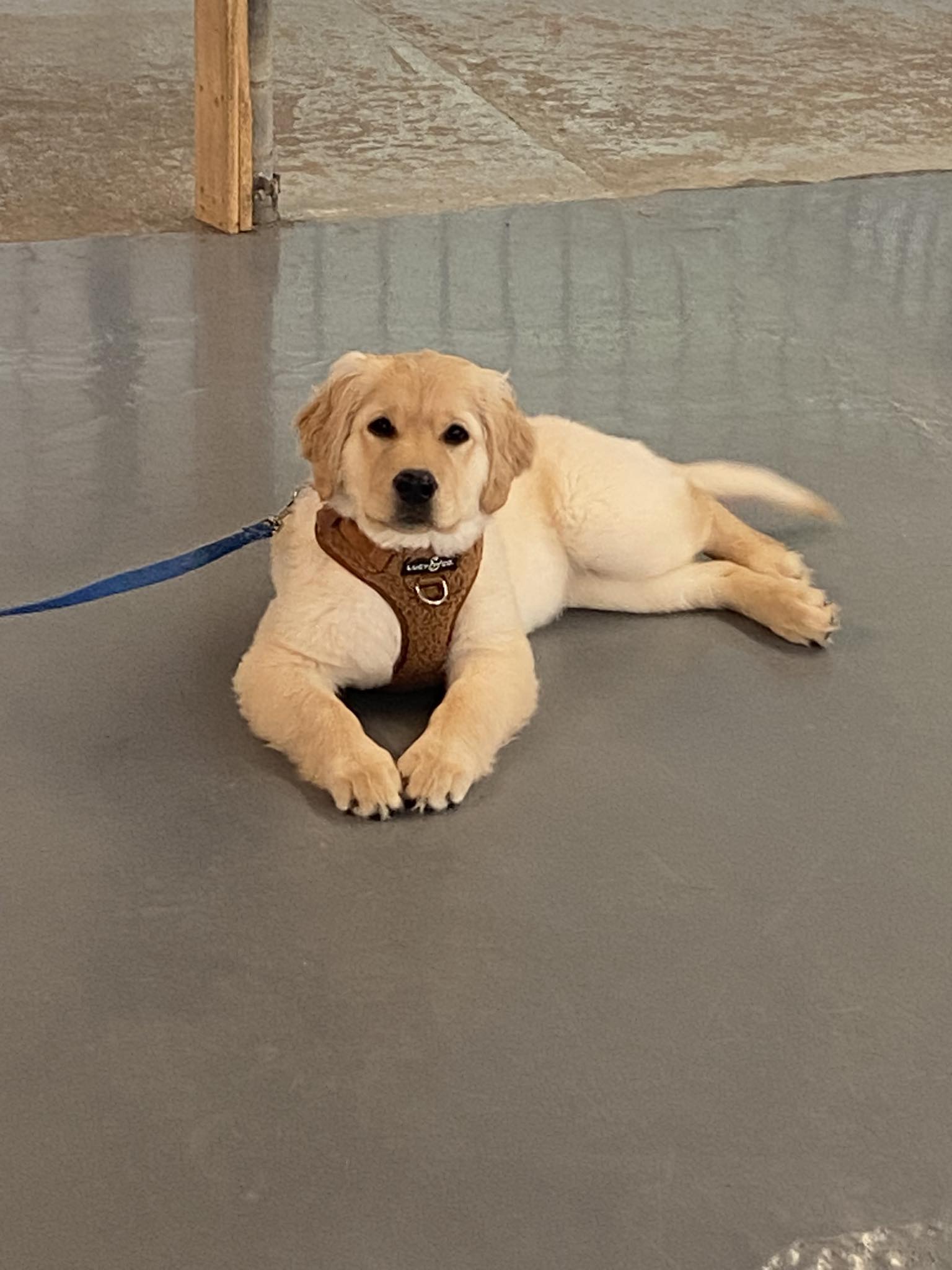 K-9 Cottage Pottstown