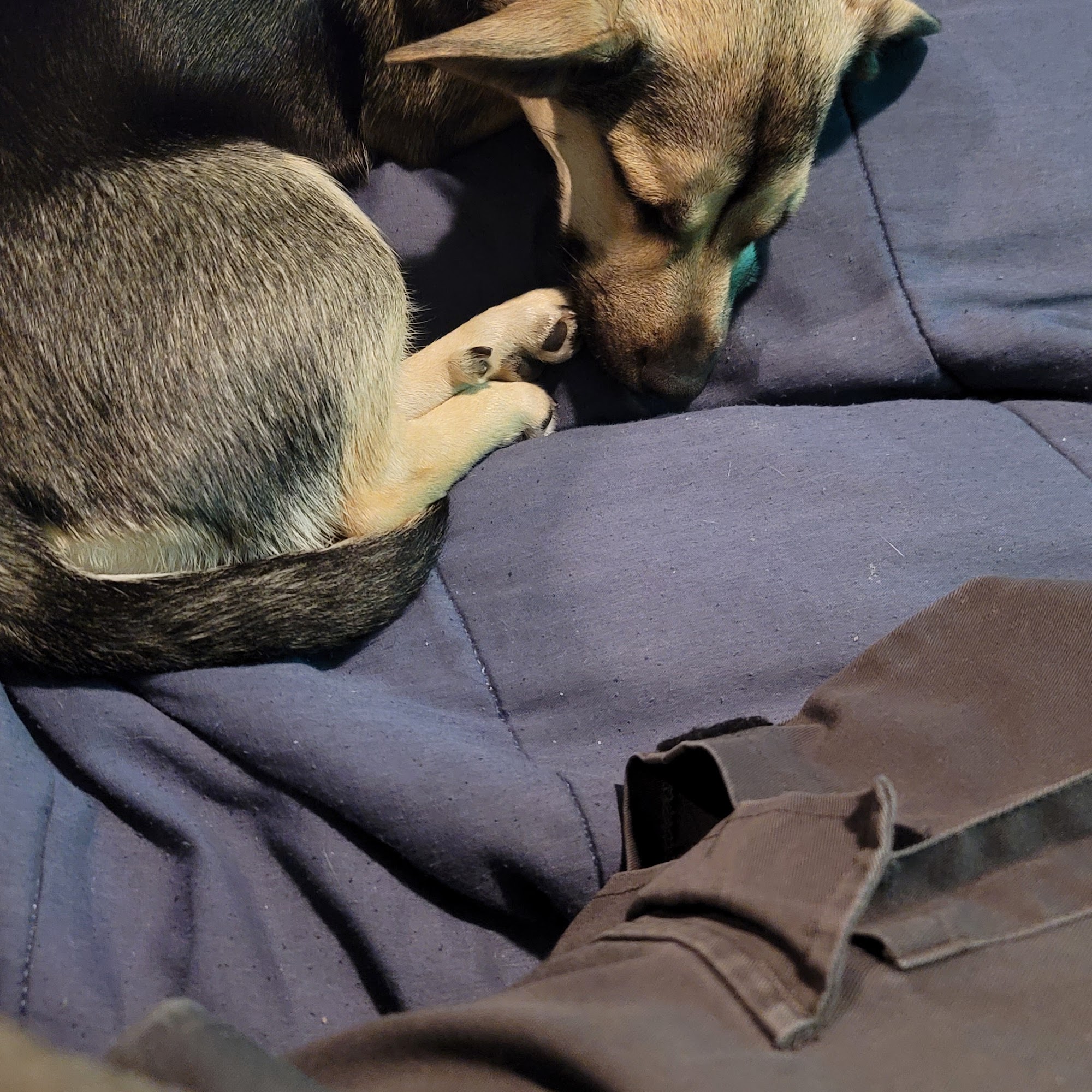 Brierwood Boarding Kennels Pottsville