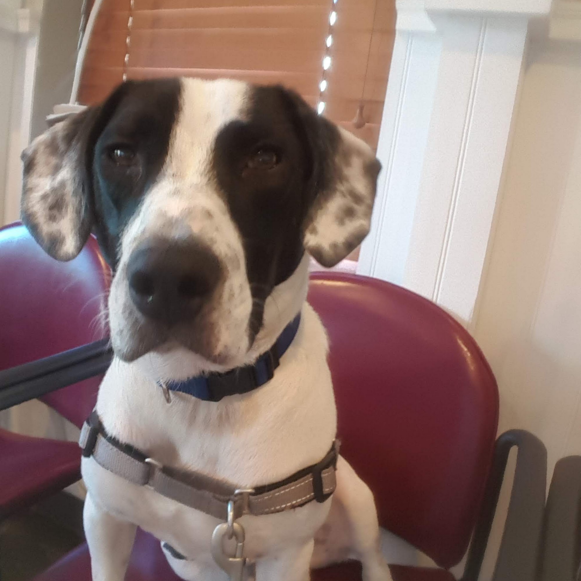 Prospect Park Veterinary Prospect Park