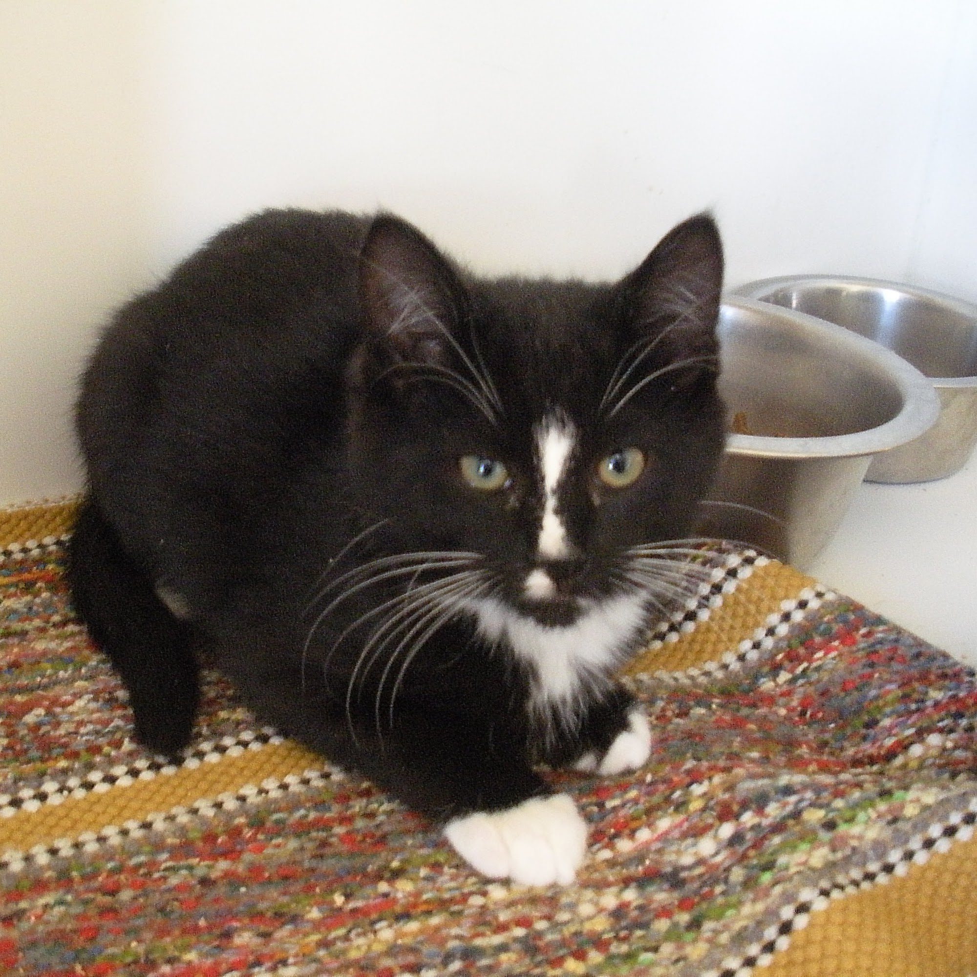 Mill Pond Veterinary Clinic & Kennel Quakertown