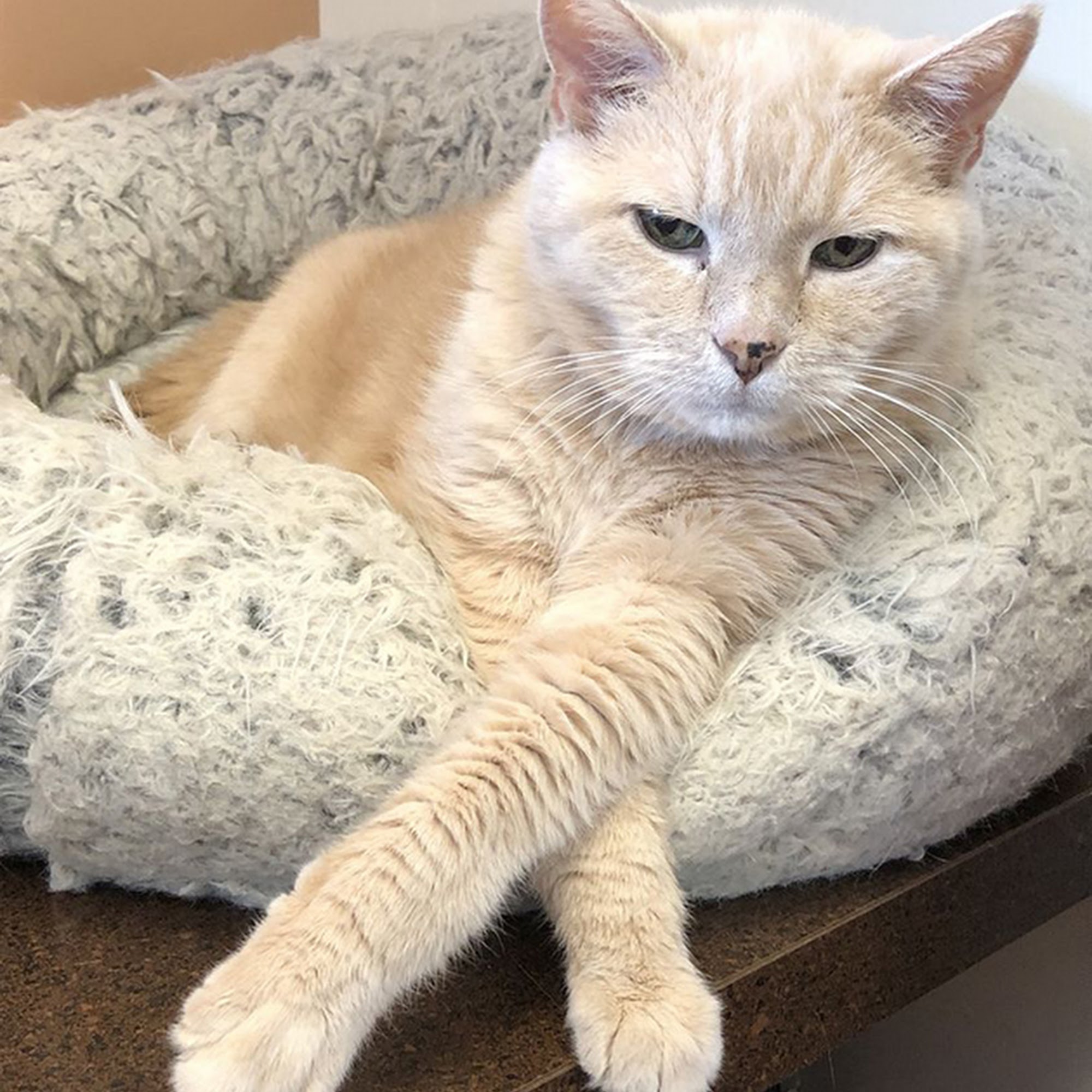 For Cats Only Veterinary Clinic Quakertown