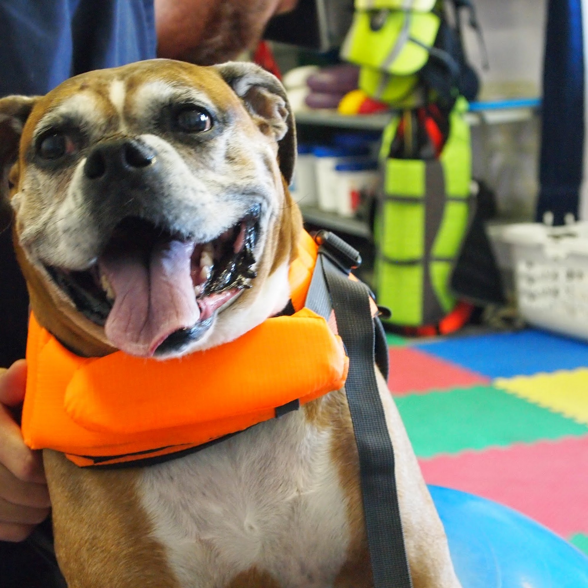 AnWell Veterinary Rehab & Conditioning Center Quakertown