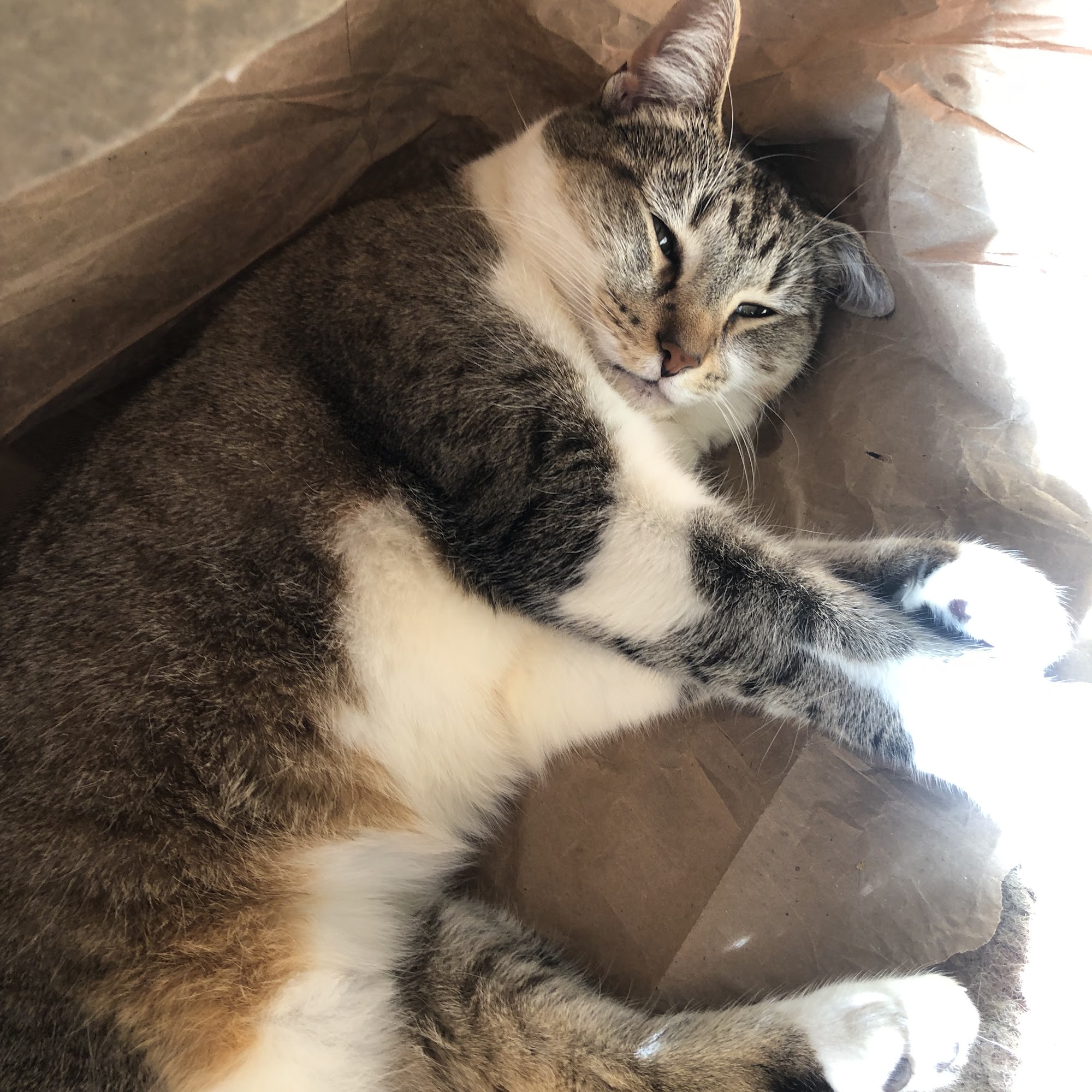 Animal Clinic of Reading Reading