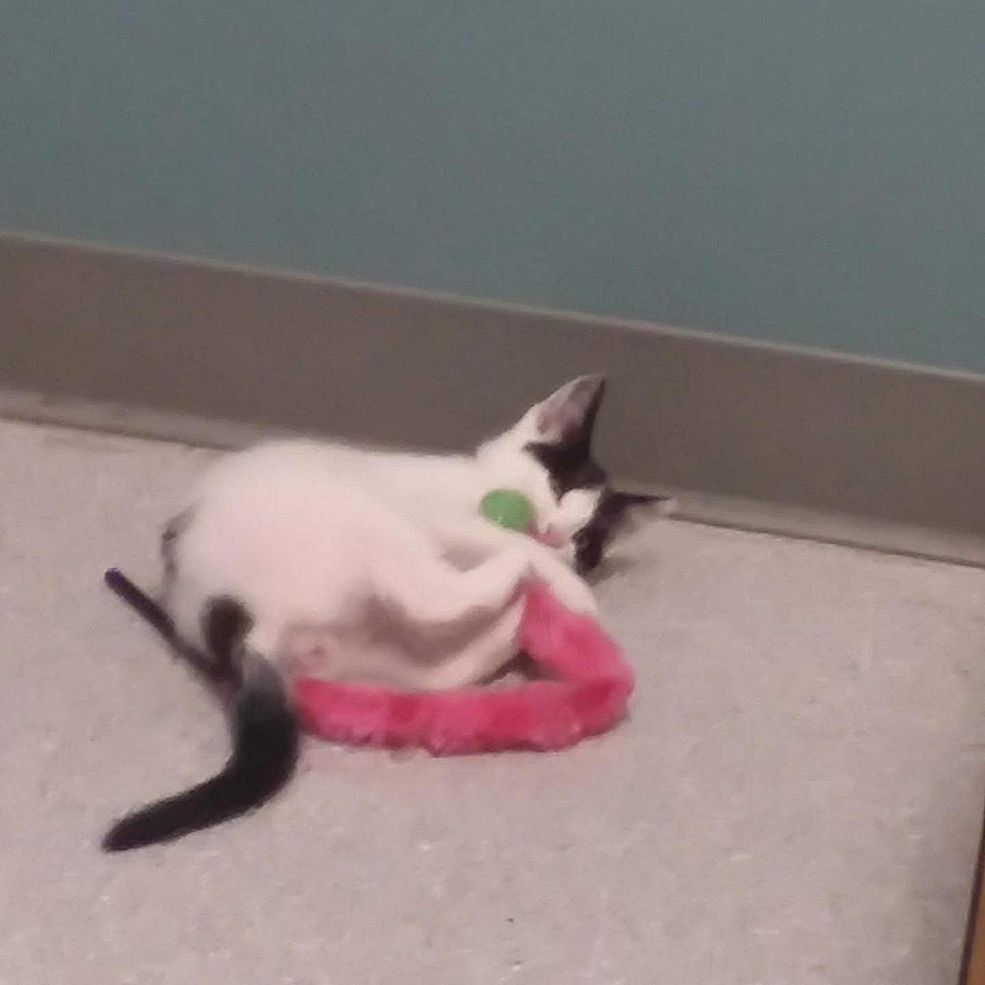 Boston Melina H DVM Reading