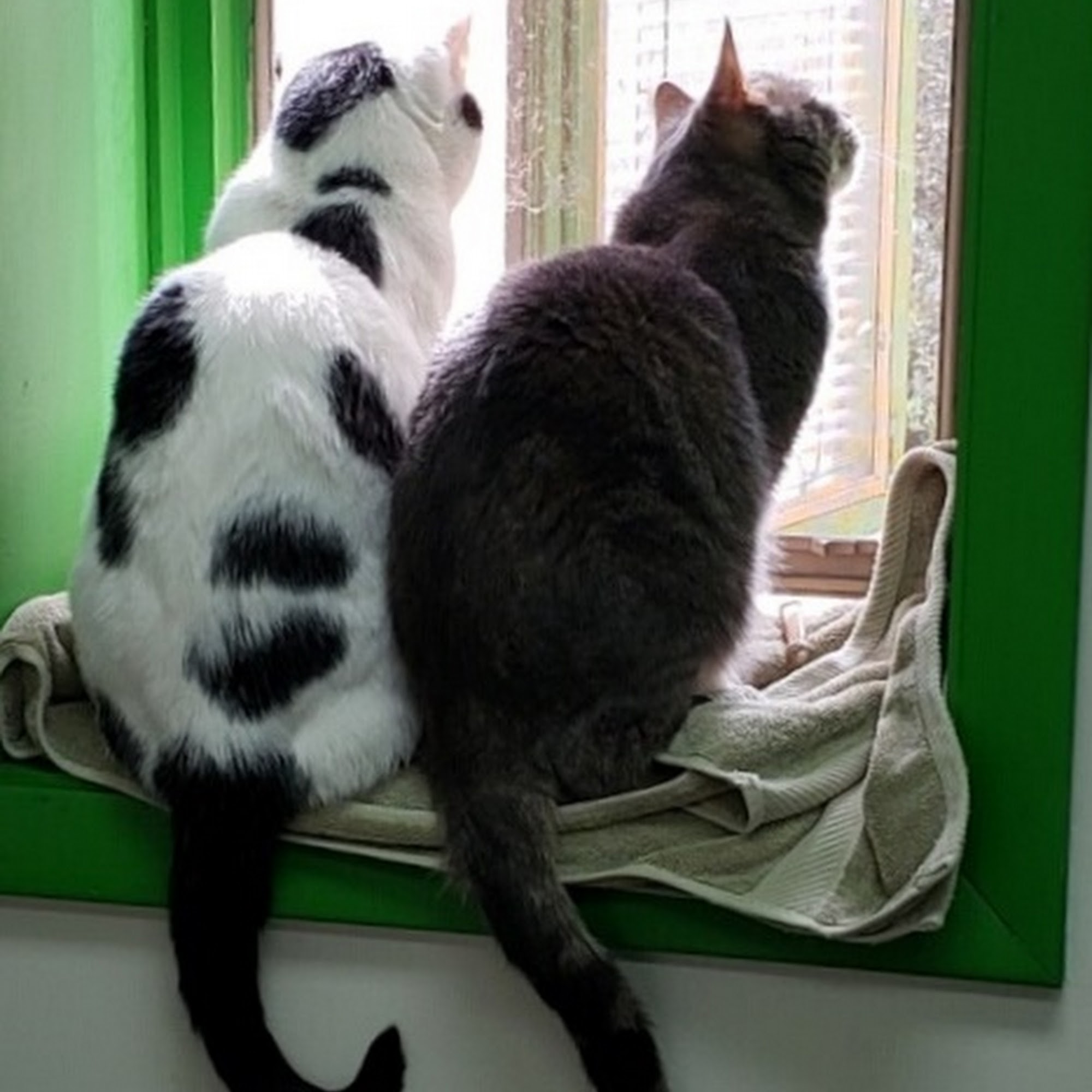 Willow Creek Veterinary Center Reading