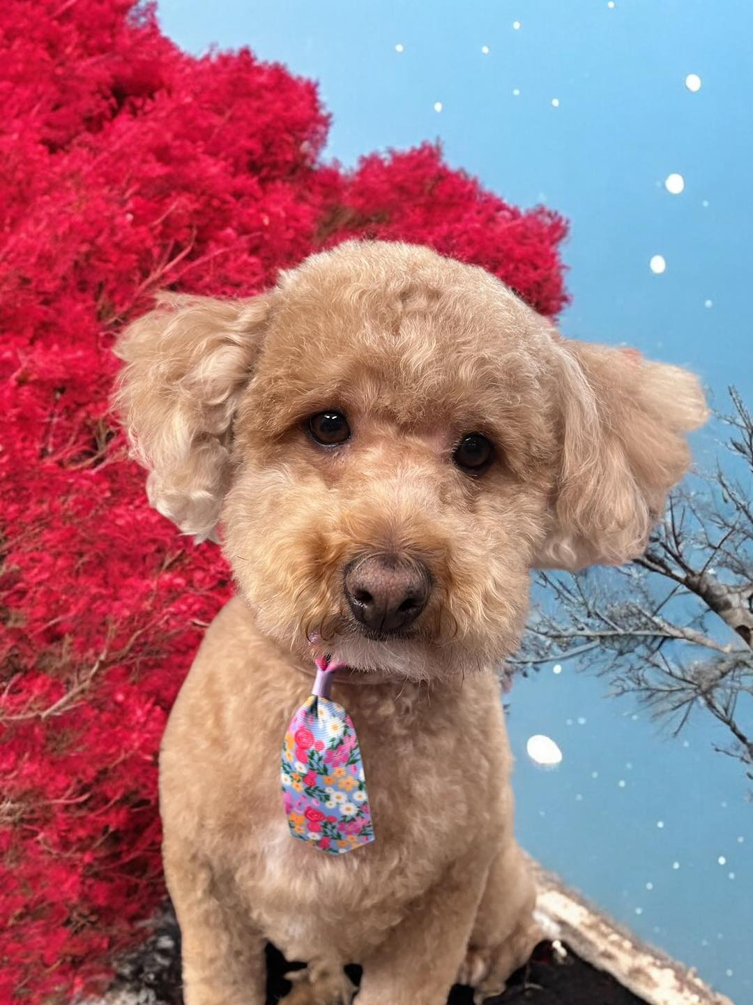 Pit Stop Pet Grooming Reading