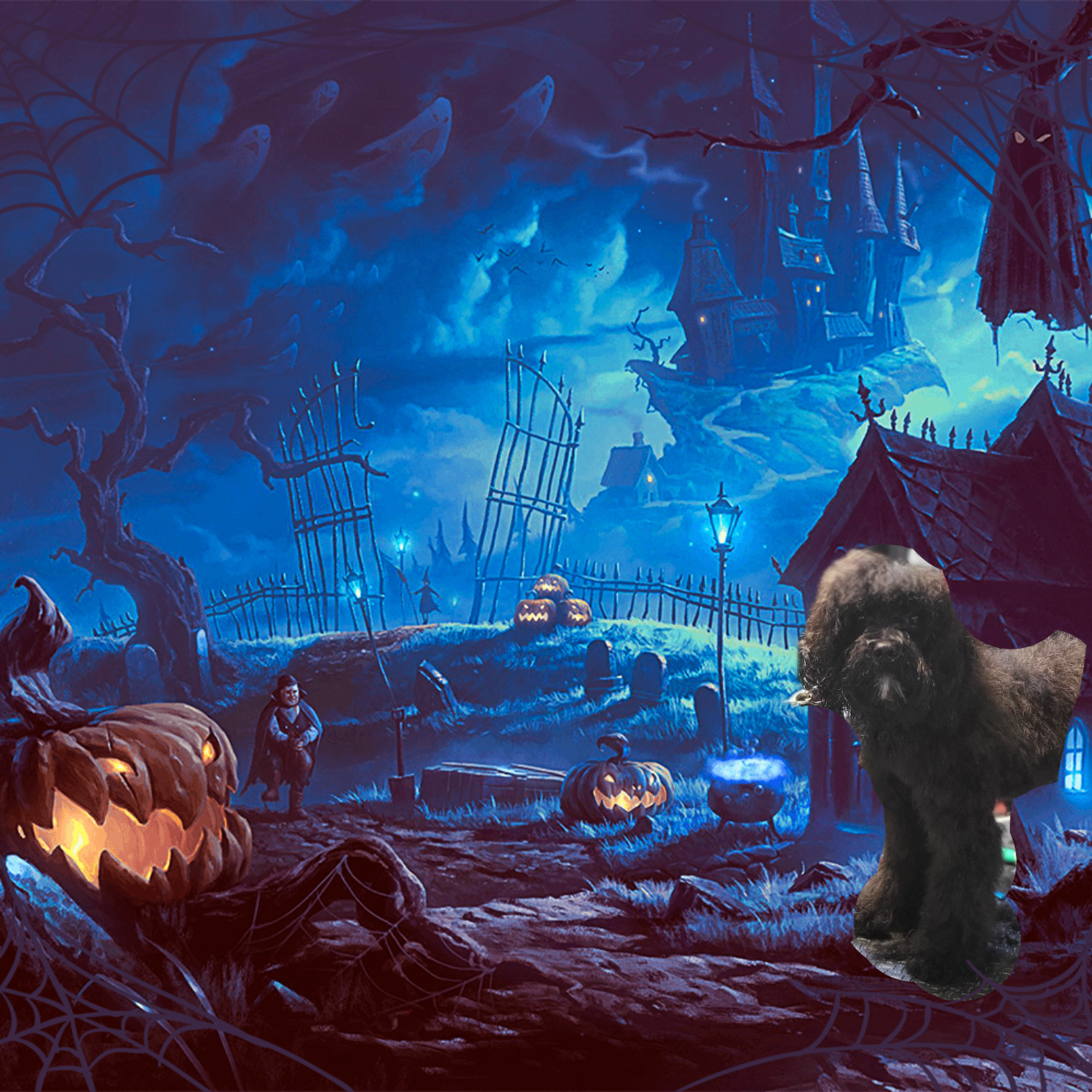 Pawz Furever Grooming by Dawn Reading