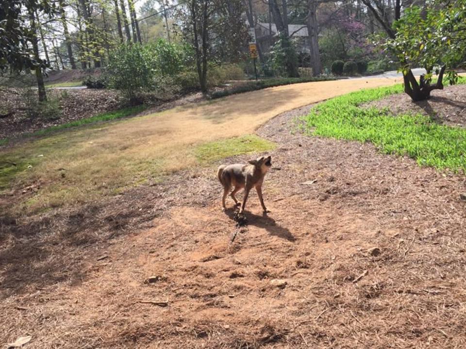 Pest Animal Removal Reading