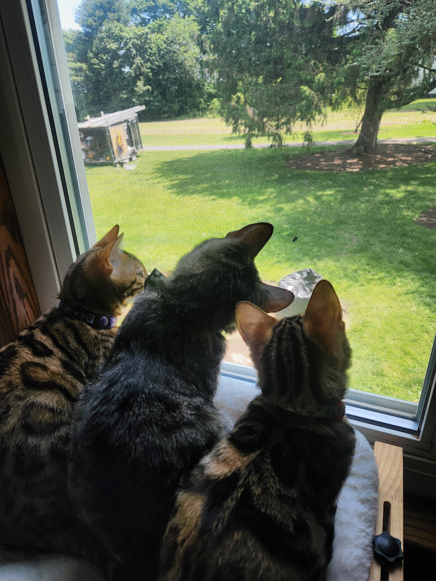 Kings Dynasty Bengals Reading