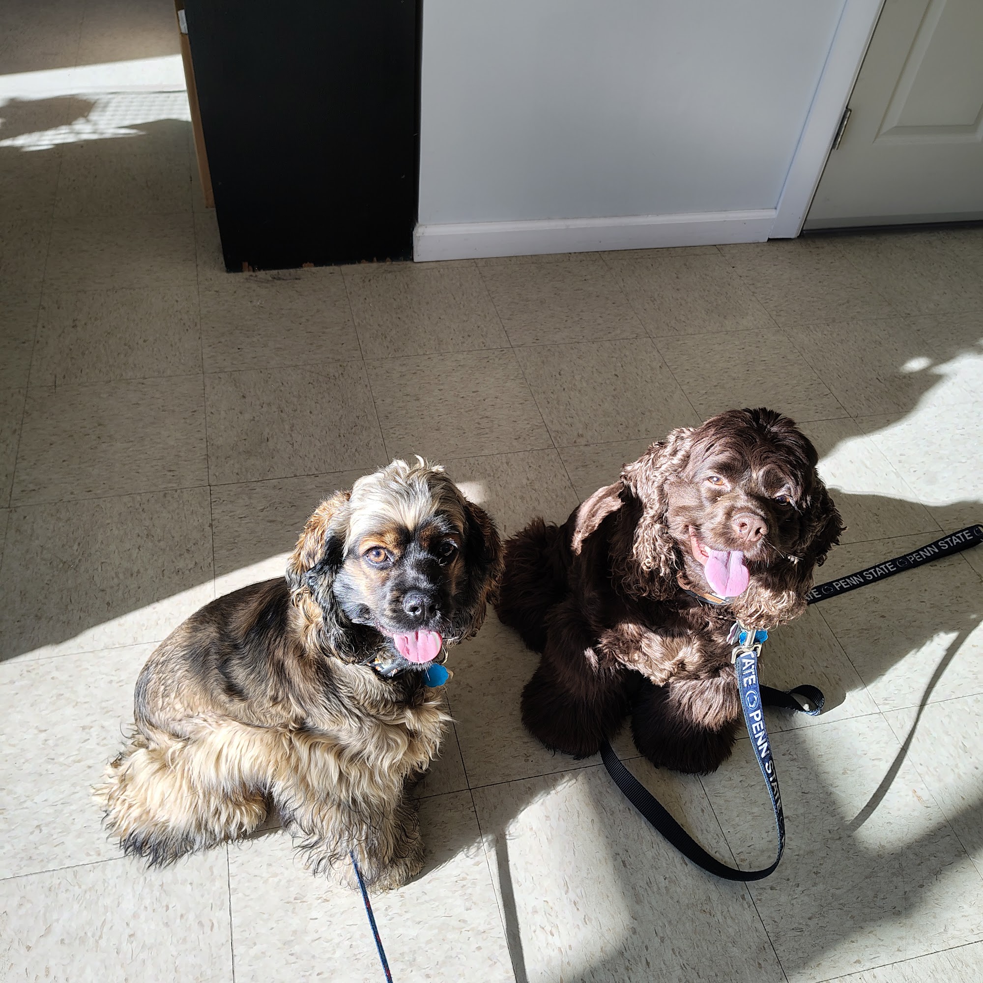 Total Dog & A Little Cat Reinholds