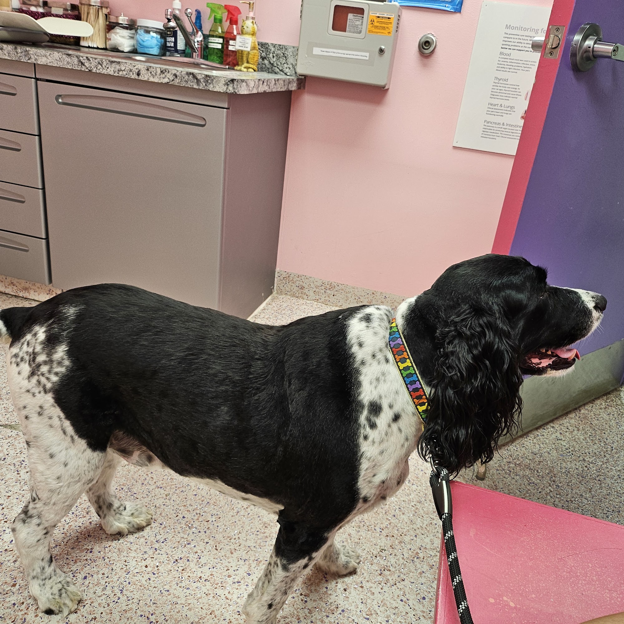 Animal Hospital of Richboro Richboro