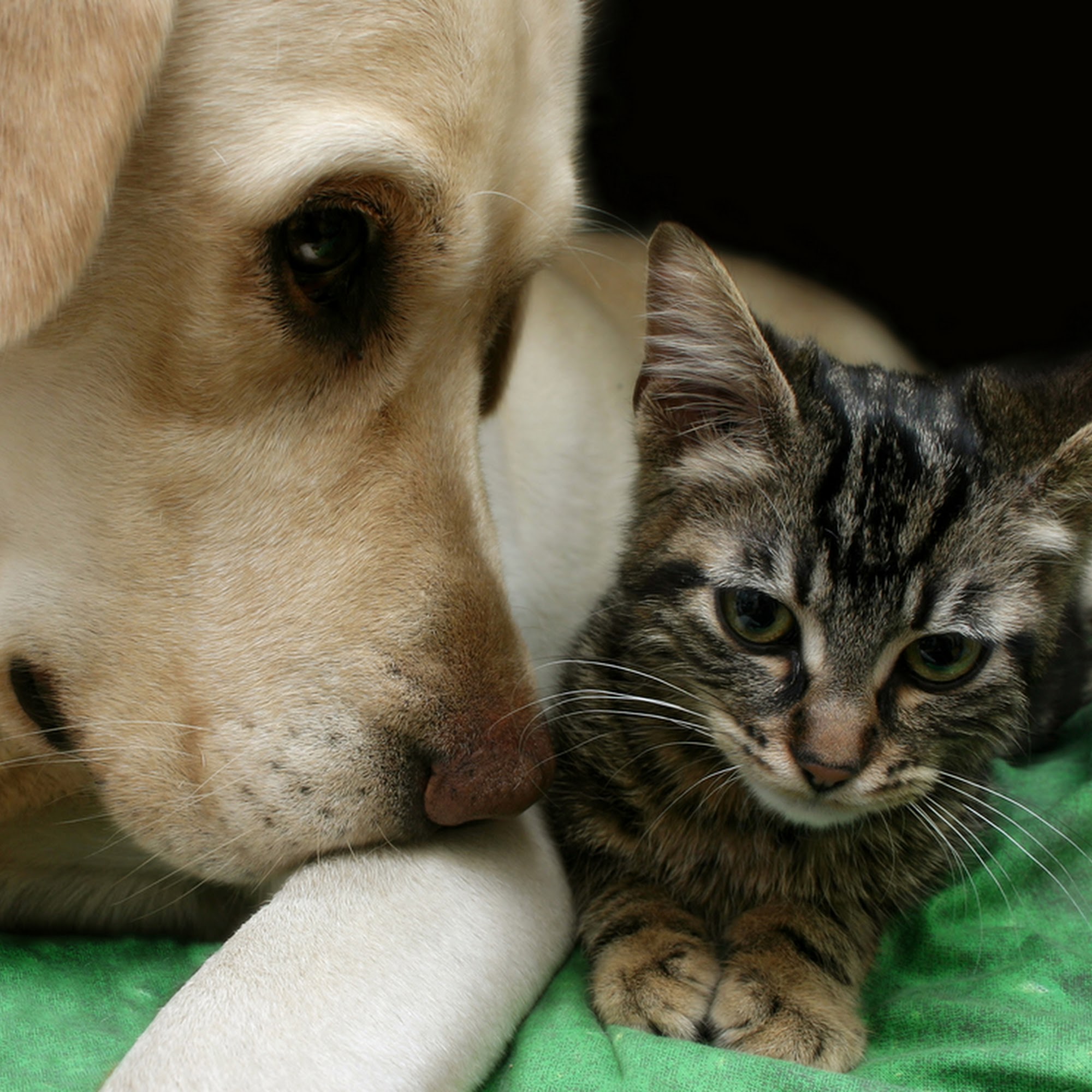 Richboro Veterinary Hospital Richboro