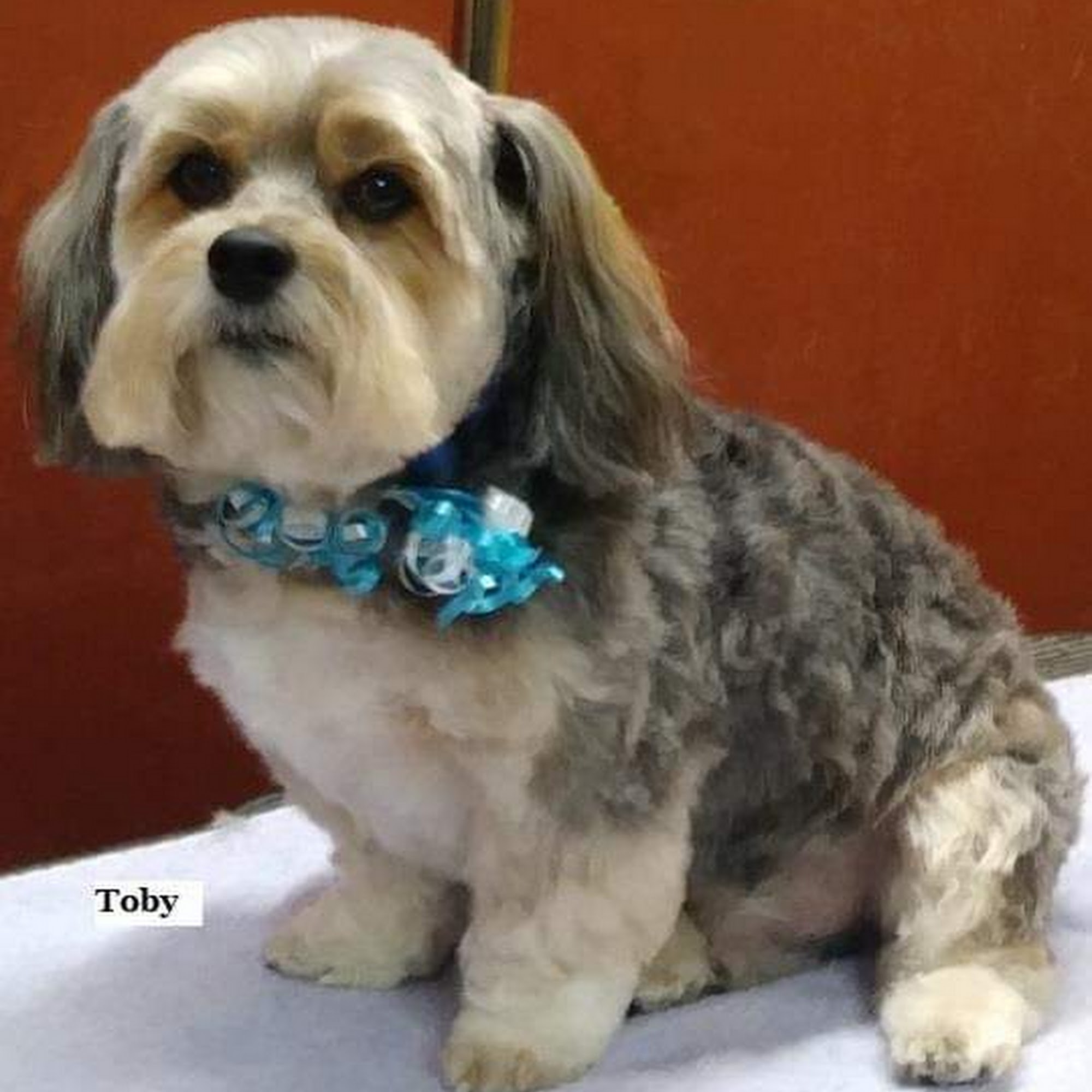 Puppy Kutz Dog Grooming Salon & Boutique Ridley Park