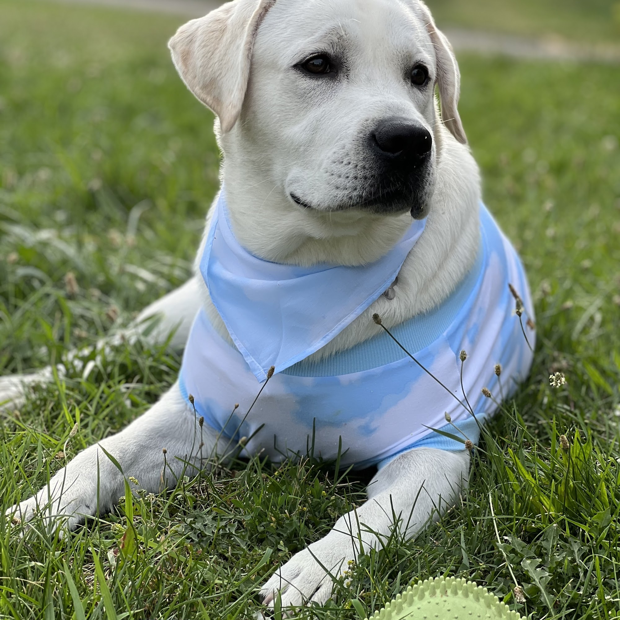 Barnes Puppy Love Kennels Roaring Spring