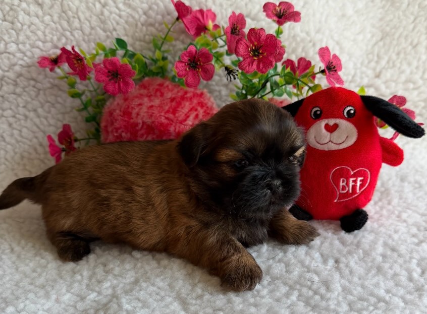 Barnes Puppy Love Kennels Roaring Spring