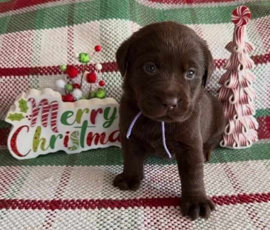 Barnes Puppy Love Kennels Roaring Spring