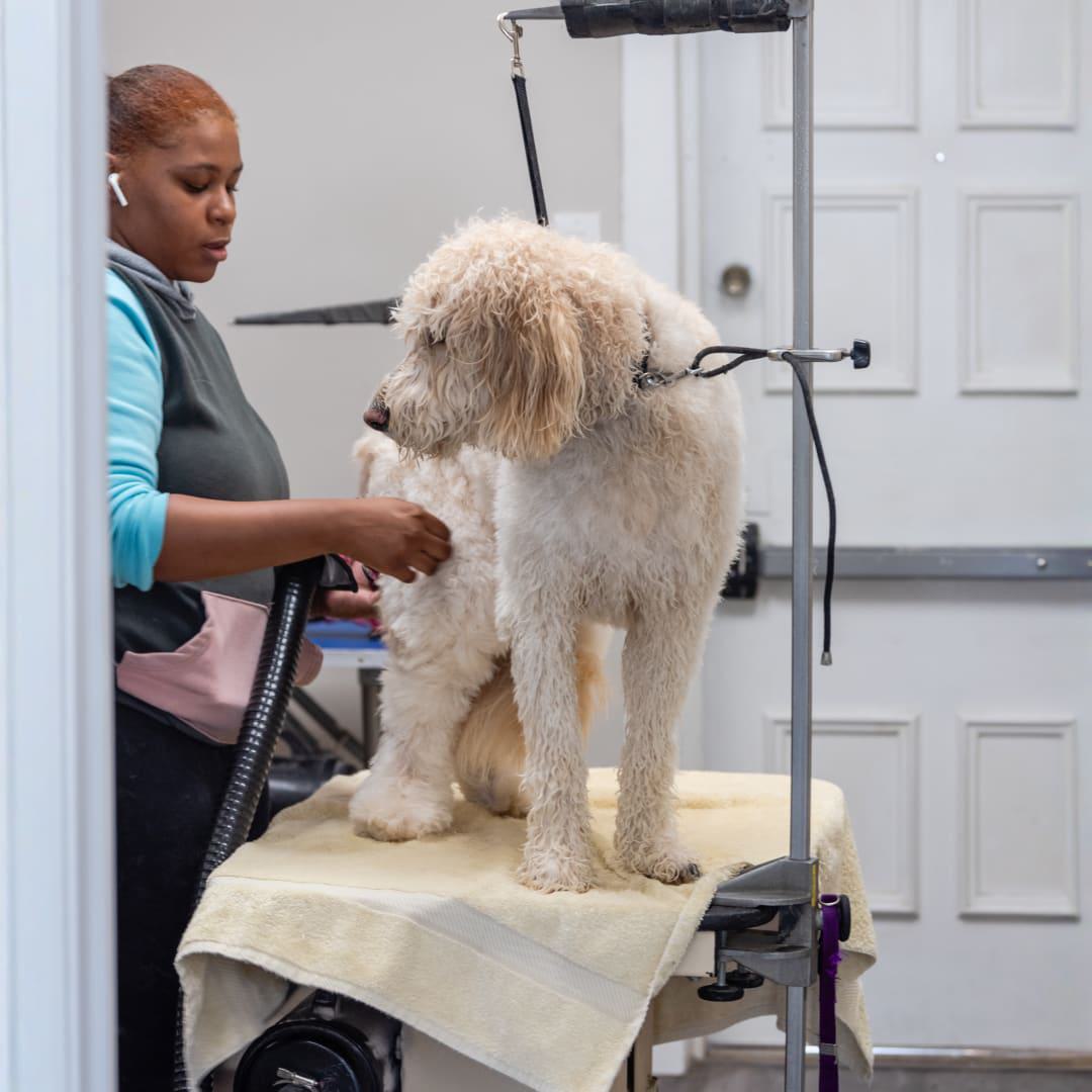 4 Legged Barber Shop Roslyn