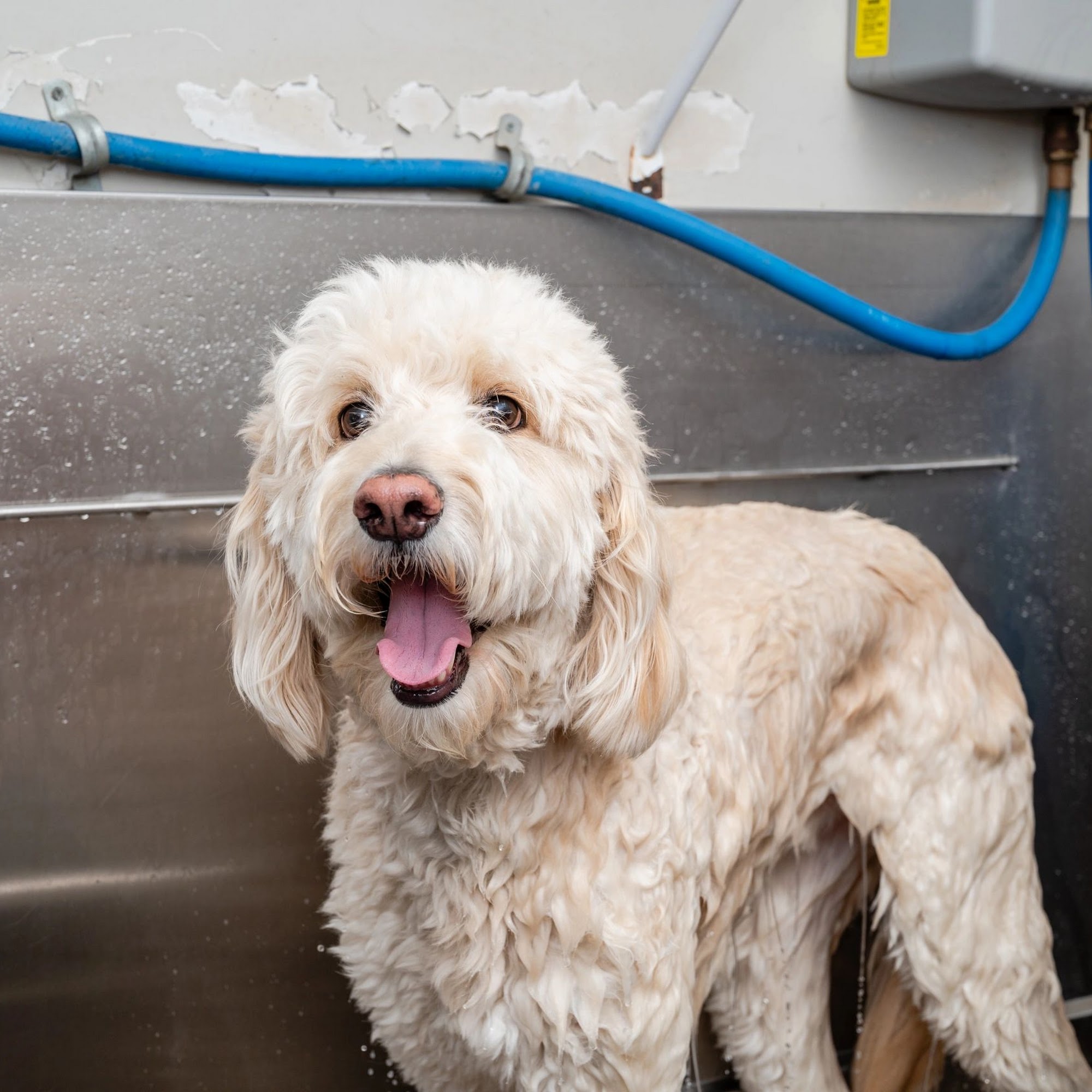 4 Legged Barber Shop Roslyn