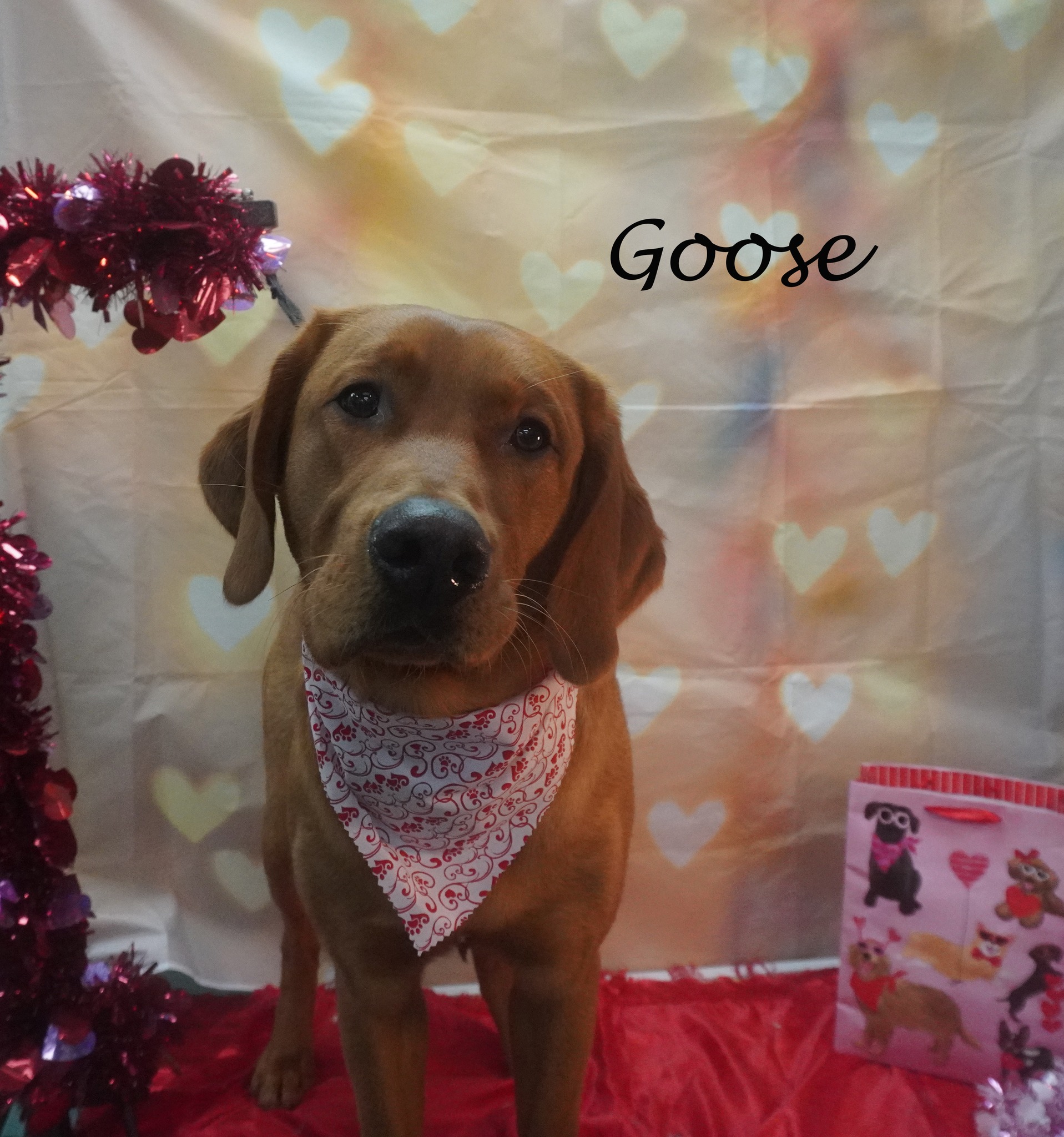 The Dog House Royersford