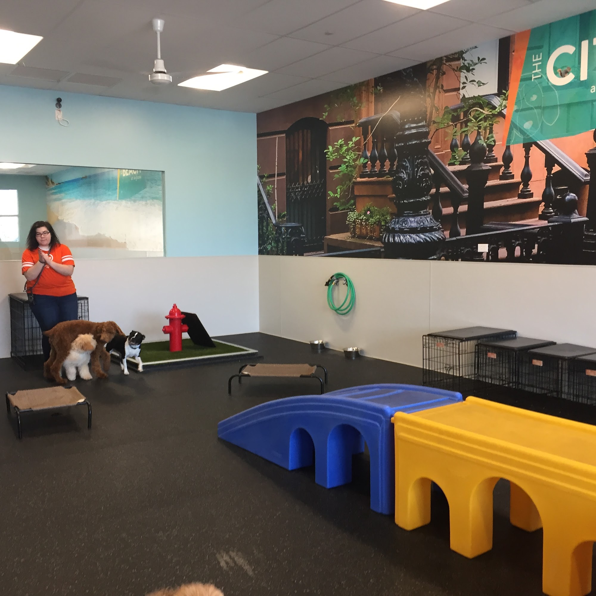 Dogtopia of Limerick Royersford