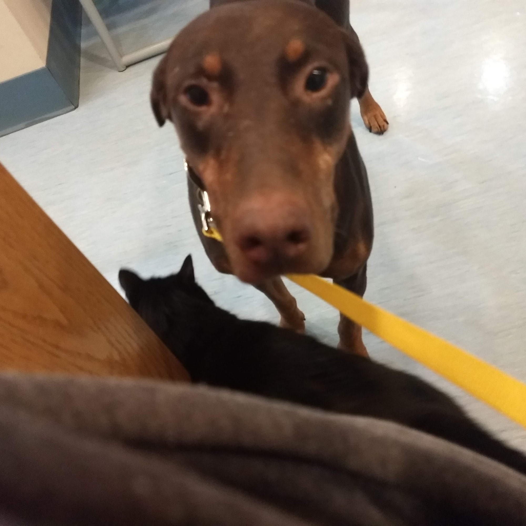 Saxony Animal Clinic Sarver